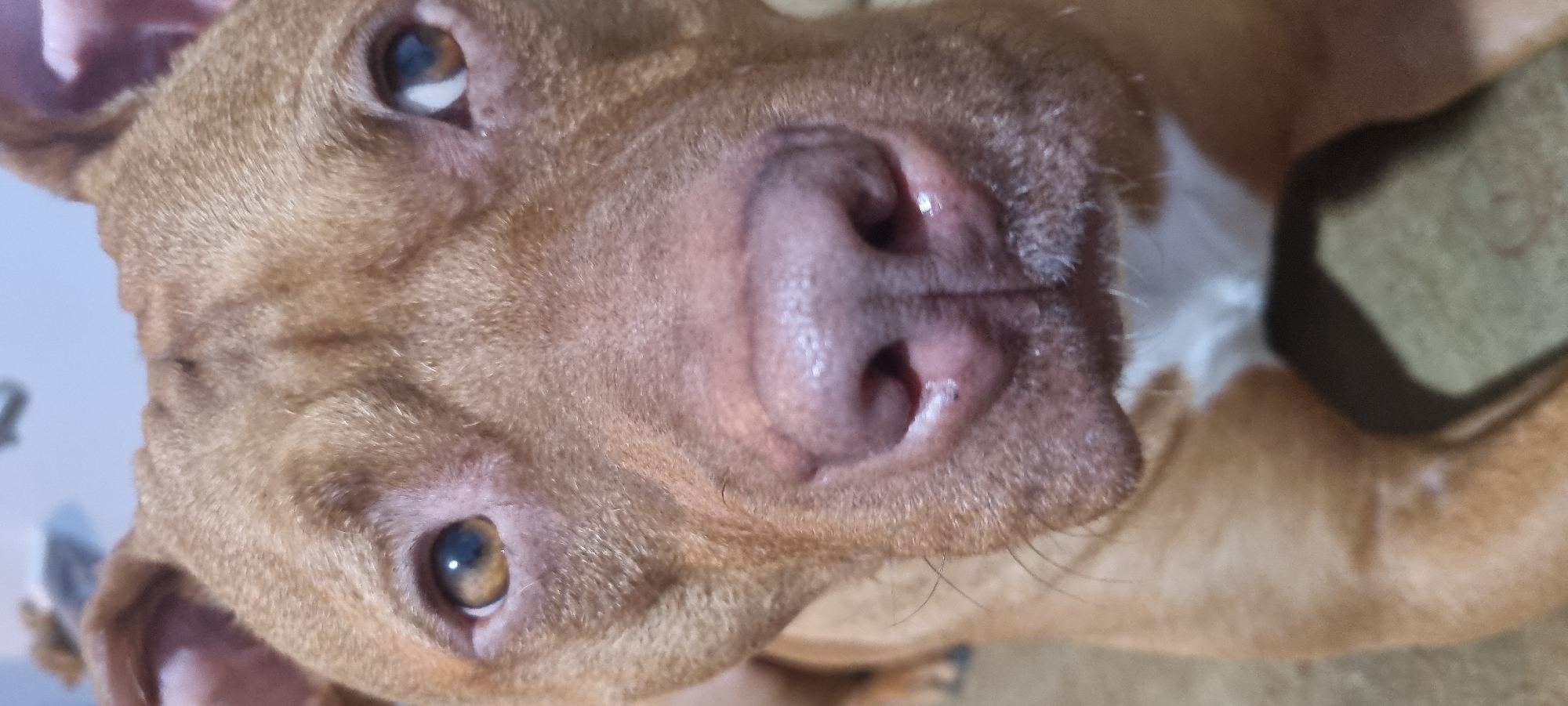 A close-up, tilted view of a light brown dog's face. The dog's pink nose and upper muzzle dominate the center of the frame. The dog has light brown eyes. Some white fur is visible on its chest. No location information or other subjects/objects can be determined from this image.
