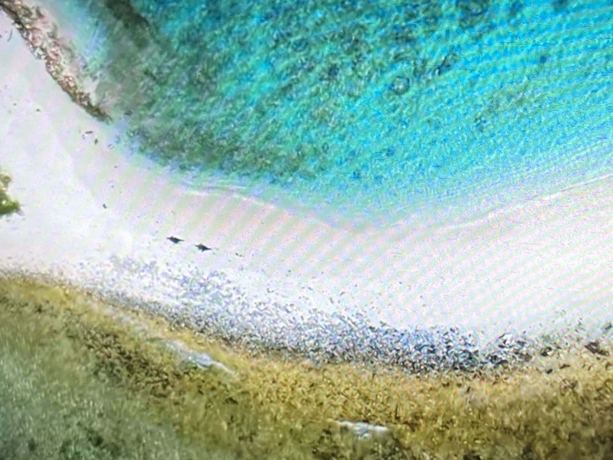 The image shows an aerial view of a beach in Tinaquillo, Venezuela. The water is turquoise blue, contrasting with the white sand beach. There is vegetation on the left side of the frame, consisting of grasses and shrubs. There are two birds in flight over the beach.