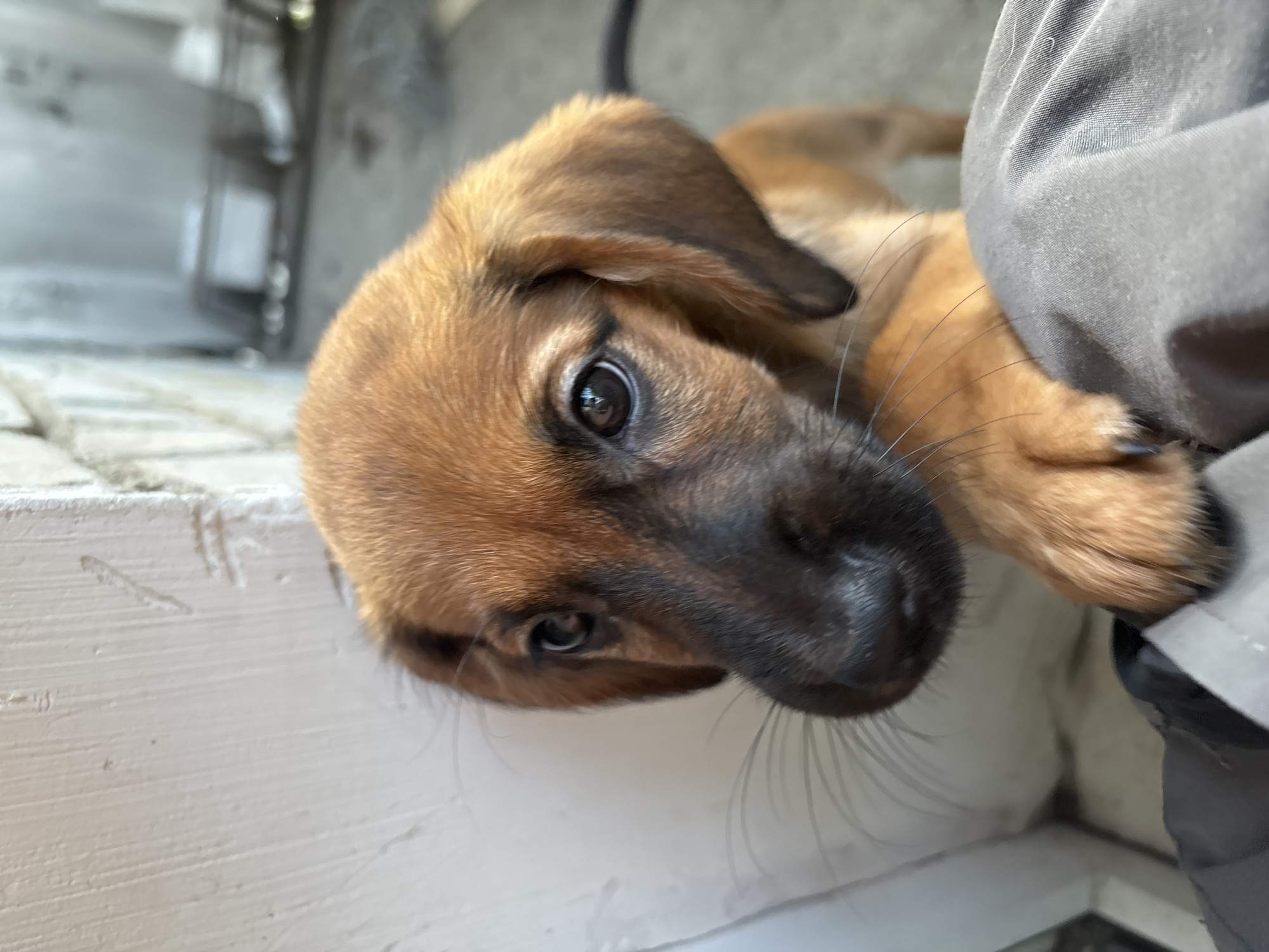 A medium shot captures a puppy with golden-brown fur, resting its front paws on a gray, textured surface, likely fabric, in the foreground. The puppy's head is angled towards the left, with large, dark eyes looking directly at the viewer. Its snout is dark brown, and long, fine whiskers extend from its muzzle. The background is out of focus, showing a white, textured wall on the left and a blurred, outdoor scene with gray concrete and some indistinct objects on the right. The lighting suggests natural daylight. There is no indication of the city of Birobidzhan, Russia, or any urban environment specific to that location.