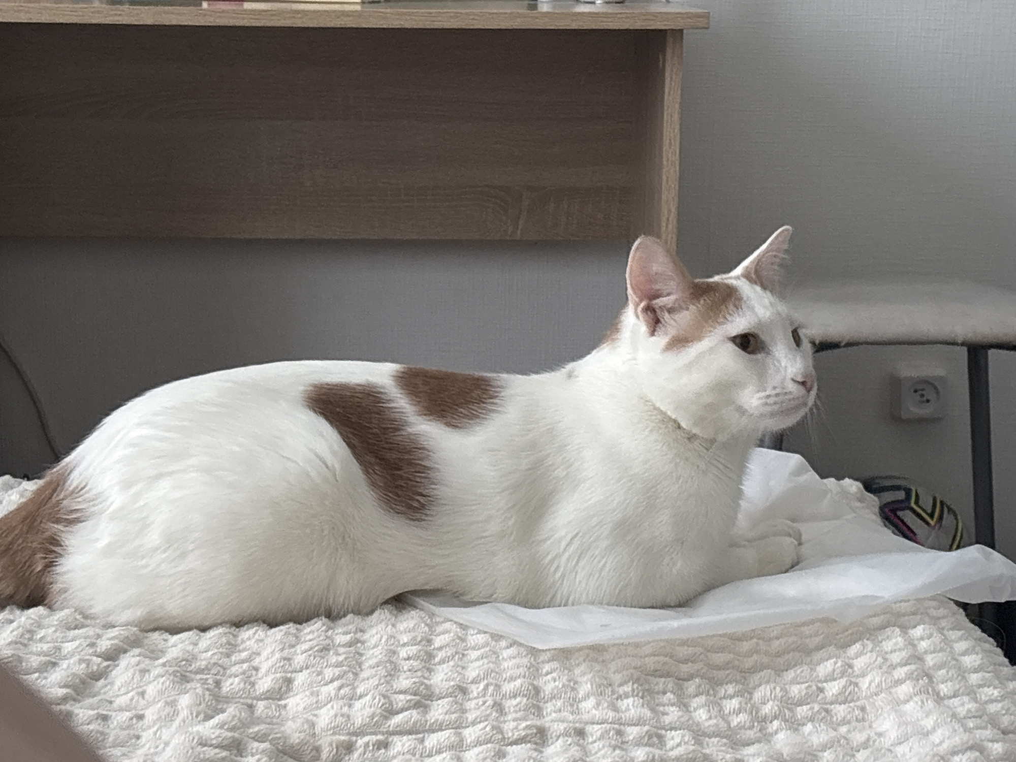 A white domestic cat with distinctive brown/ginger patches is lying on a textured white blanket in an indoor setting. The cat, seen in profile, is facing right and appears alert, with yellowish-brown eyes. It has a prominent brown patch on its back and similar markings on its head and ears, and a brown tail.
The cat is resting on a fluffy, ripple-patterned white blanket, with a smooth white sheet or pad beneath its front half. In the background, a light brown wooden shelf or furniture piece spans the upper part of the image. Behind the cat, a gray wall is visible. To the far right, a partial view of another light-colored furniture item, possibly a cat tree or stool, can be seen, along with a white electrical outlet of the Schuko type on the wall. A small, colorful ball with black, white, yellow, and purple/pink patterns is partially visible near the cat's front paws. The room is well-lit, suggesting either daytime or bright interior lighting. The scene depicts a calm moment in a domestic environment in Vsevolozhsk, Russia. No visible text is present.