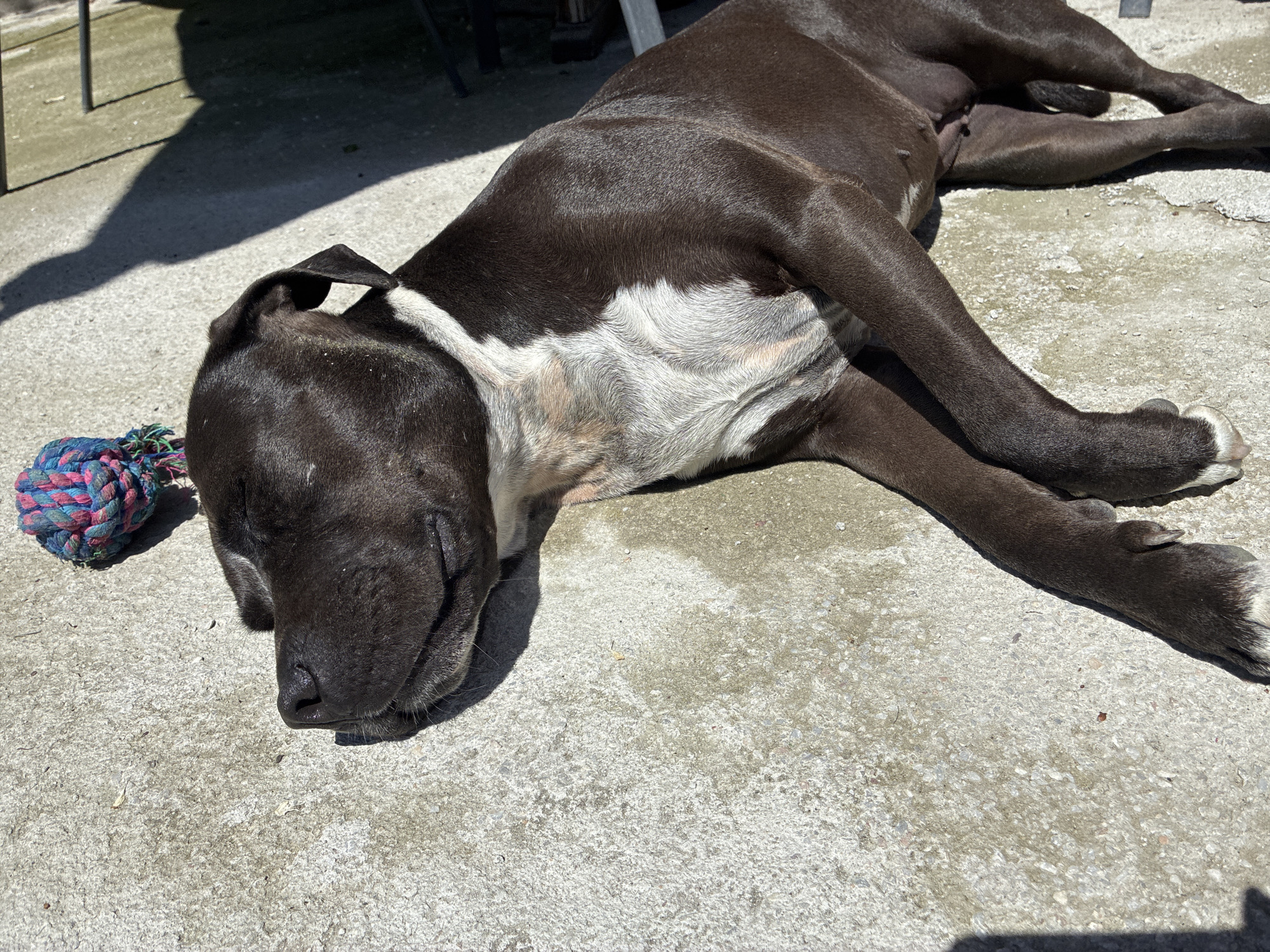 A black and white dog is lying on a concrete surface. The dog is sleeping, with its head resting on the ground and its eyes closed. A blue, red, and white rope toy is next to the dog's head. The concrete surface is cracked and has a rough texture. There are shadows cast on the concrete surface. The location cannot be confirmed with the information given.