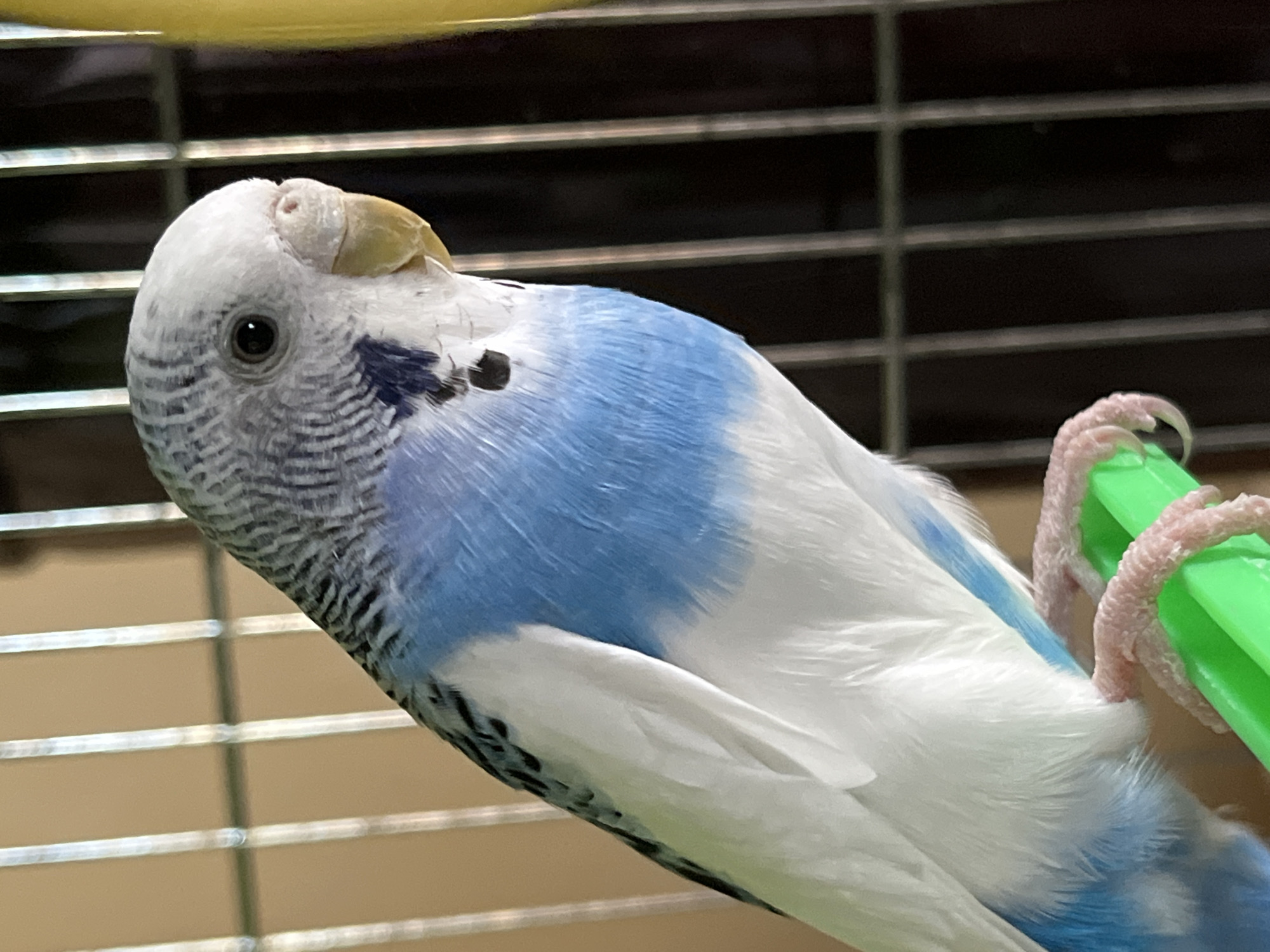 A close-up shot depicts a light blue and white budgerigar perched in a cage. The bird has black markings on its head and back. It is holding onto a green plastic perch with its light pink feet. The background consists of the bars of the cage and a dark, indistinct area. The image was not taken in Shumen, Bulgaria.