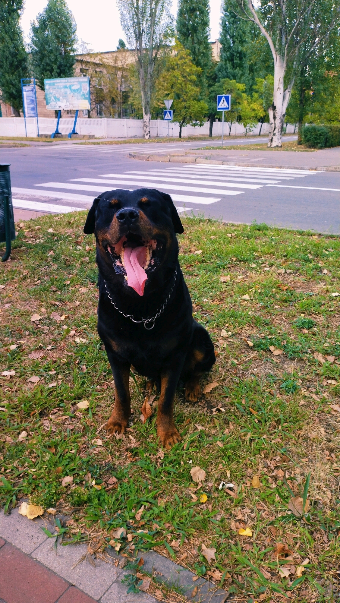 A black Rottweiler dog with its tongue hanging out sits on a grassy area next to a street with a pedestrian crossing. The dog wears a silver chain collar. In the background, there is a building, trees, and a road with traffic signs indicating a pedestrian crossing. The ground is covered with grass and fallen leaves, suggesting an autumn setting. The scene appears to be in an urban environment, possibly Horishni Plavni, Ukraine, given the presence of typical urban infrastructure and flora.
