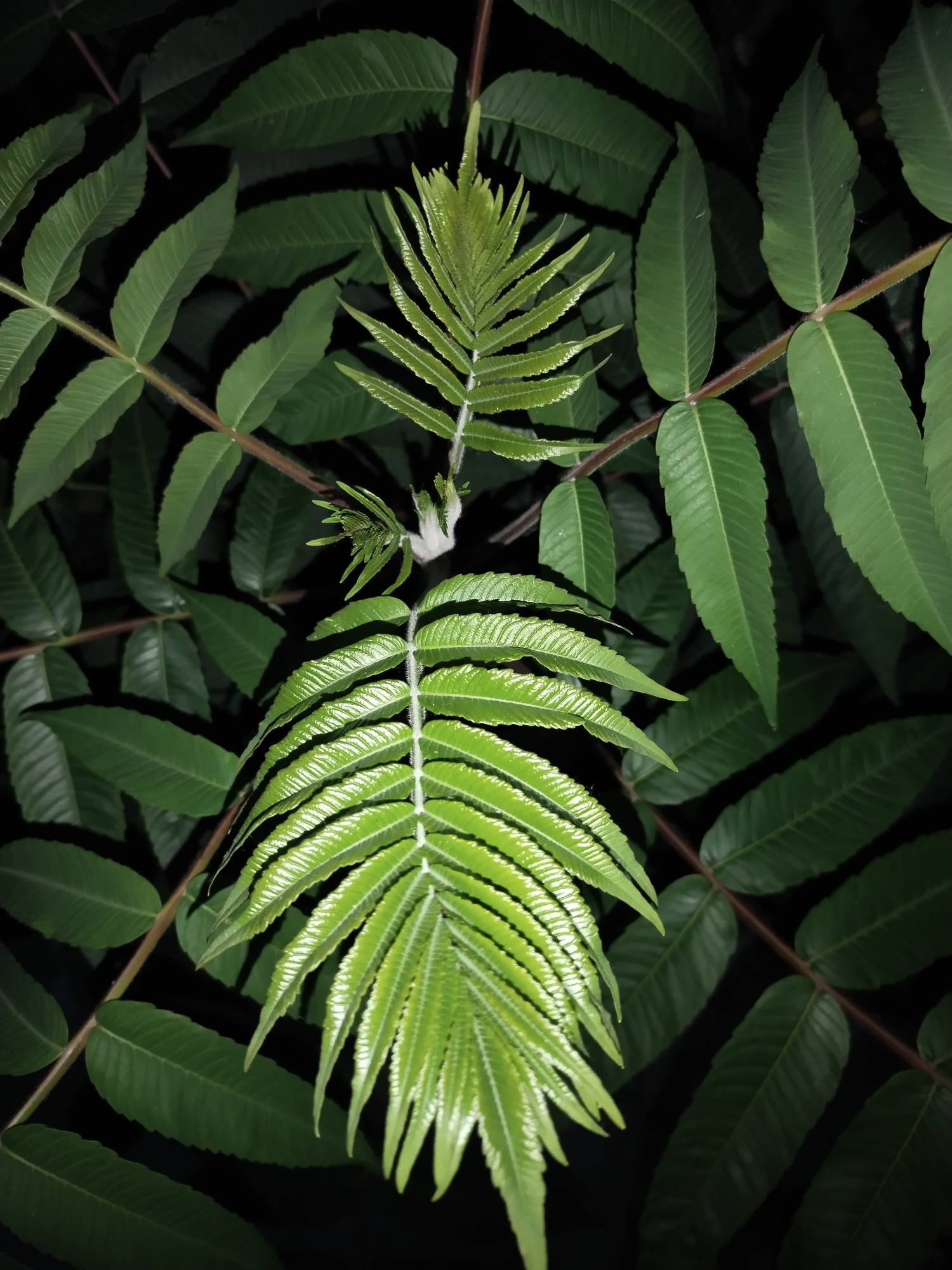The image is a close-up, overhead shot of green foliage against a dark background. Two compound leaves are prominently featured in the center, with the lower leaf larger and more developed than the upper one. The leaves are serrated and appear to be from a fern or similar plant. The background consists of more unfocused green leaves and dark shadows, suggesting a natural setting at night or in low light. There are no people or visible structures. The overall impression is of natural growth within a leafy environment.