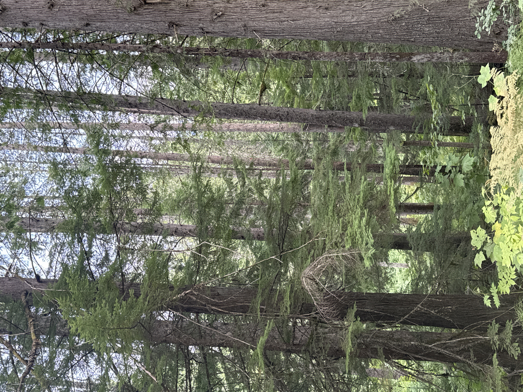 A dense coniferous forest is depicted, with tall trees creating a layered canopy. The forest floor is covered in lush green undergrowth and ferns, with some areas appearing shaded and others illuminated by dappled sunlight filtering through the branches. The overall impression is one of a wild, natural environment, likely in a temperate region. The image is likely a photograph taken in Area B (Shelter Bay/Mica Creek), Canada, given the context. There are no people or animals visible in the image.