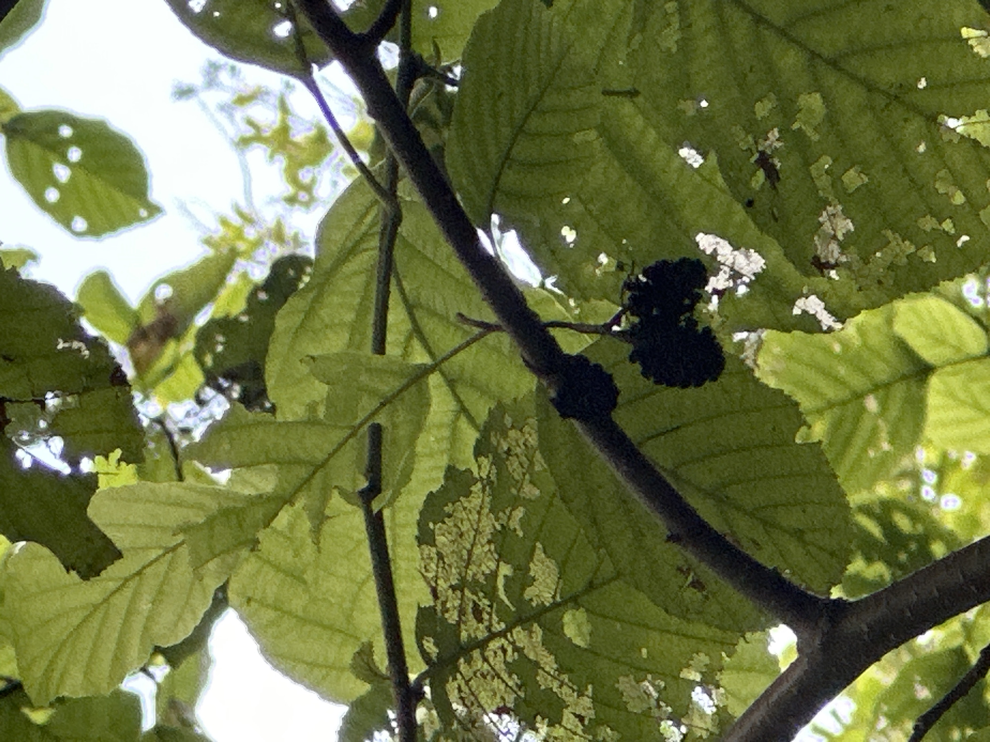 The image shows a close-up view of dark berries hanging from a tree branch, surrounded by green leaves. Some of the leaves are damaged, with holes and torn edges. The lighting suggests it is daytime, with sunlight filtering through the foliage. There are no people or other animals visible in the image. The location is identified as Bol'shoi Kichmai, Russia.