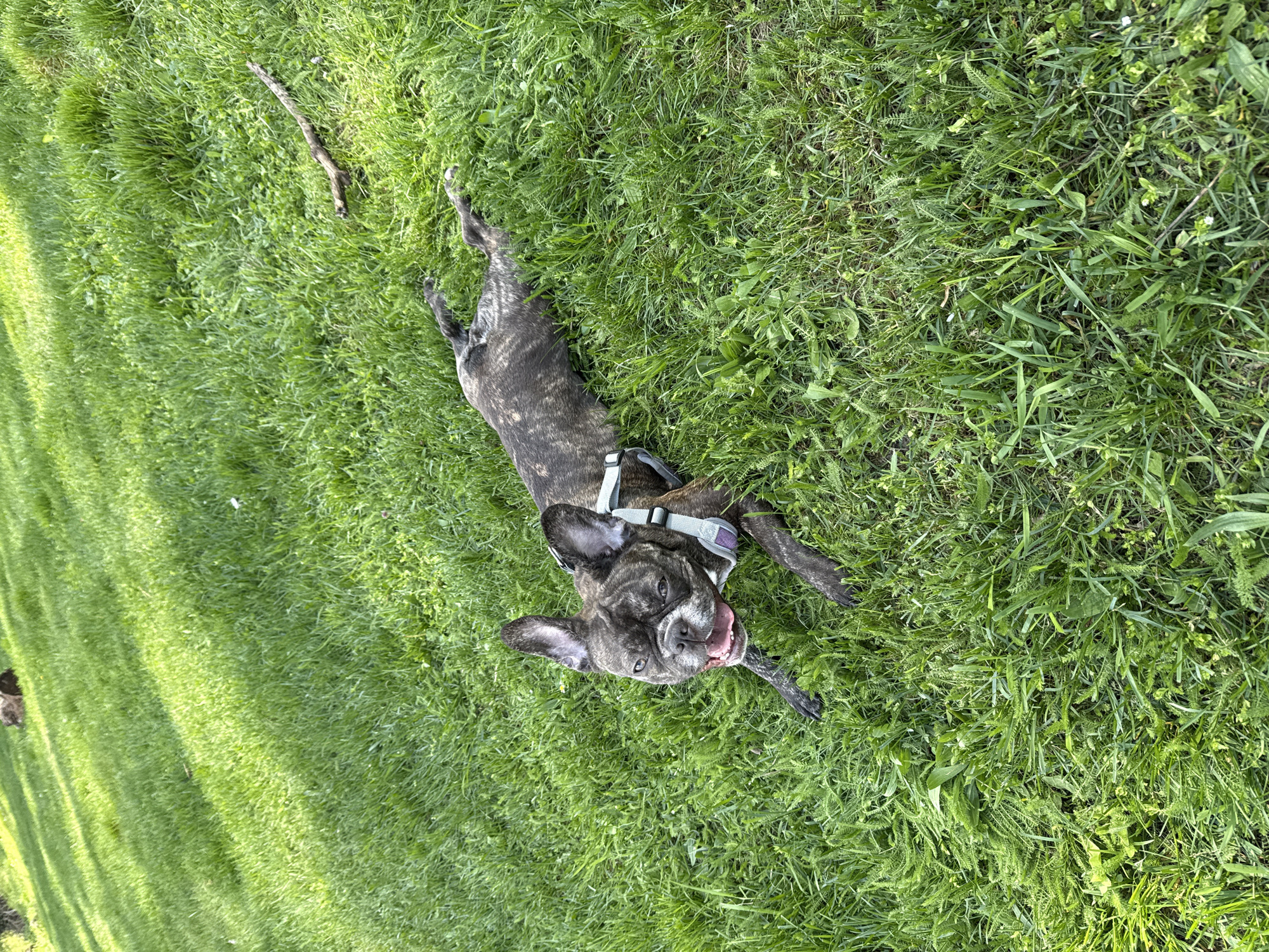 A brindle-colored dog is lying on its back in a grassy area. The dog wears a grey harness and its mouth is open. A small stick is visible in its mouth. The grass is green and lush, and a larger stick is situated near the top left of the frame. The location is not discernible from this image.