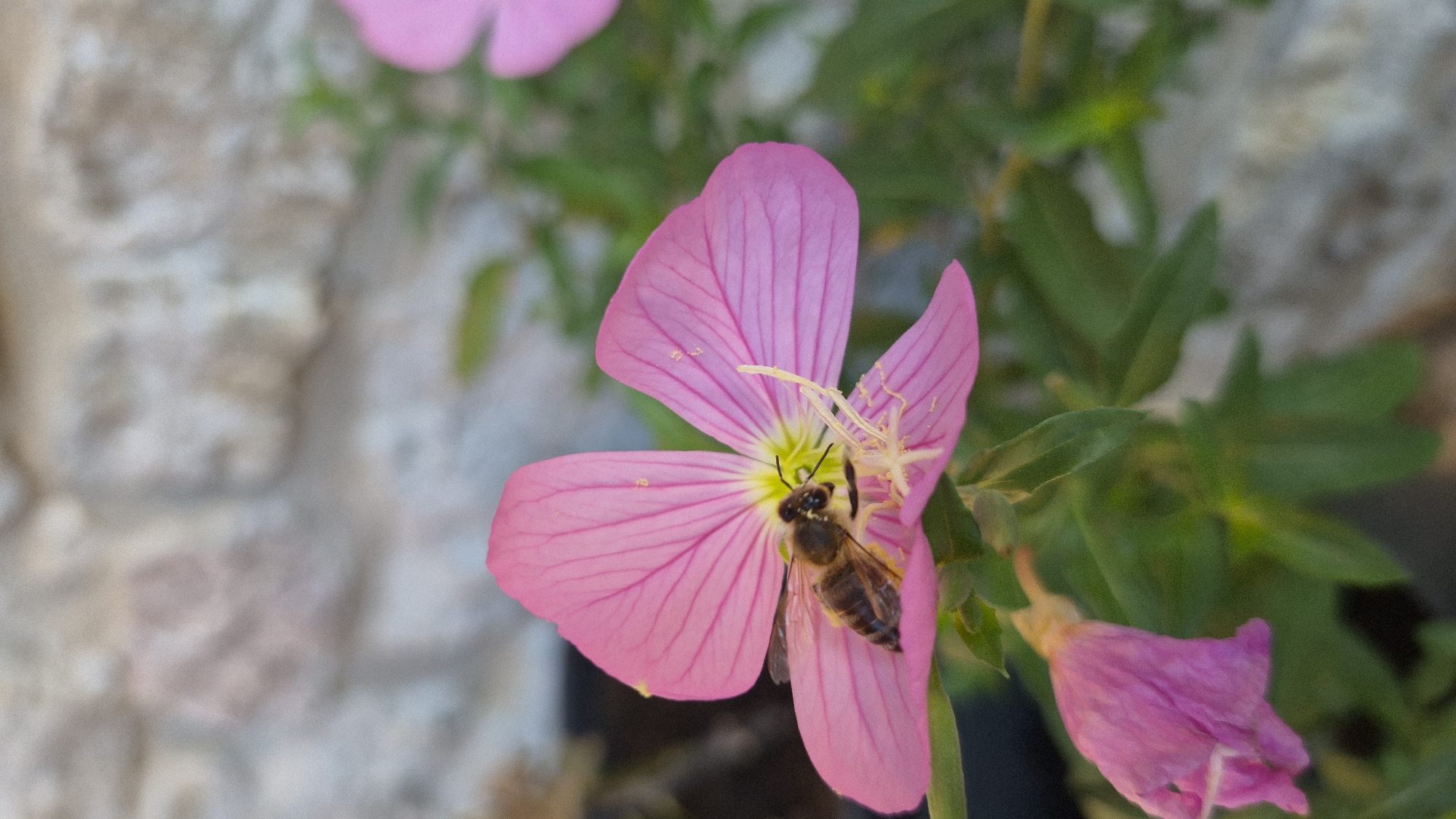 A close-up, eye-level shot captures a honey bee on a pink flower. The bee is positioned on the lower left petal of the flower, with its body angled towards the center. Its head is down, and it appears to be gathering nectar or pollen. The flower is vibrant pink with delicate veins radiating from the center, which is a pale yellow-green. One stamen is visible, reaching out from the center of the flower. In the background, a blurred stone wall provides a textured backdrop, and out-of-focus green foliage frames the scene. Another pink flower, partially closed, is visible in the lower left corner of the frame. The lighting is soft, highlighting the details of the bee and the flower.