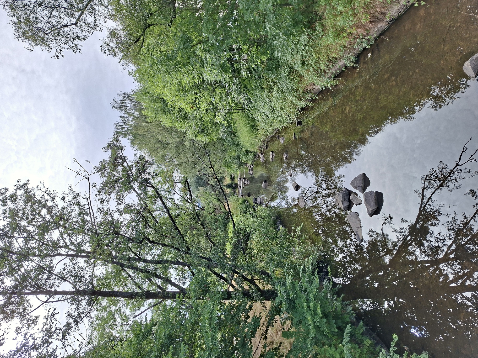 This is a vertical, eye-level, full shot of a narrow, winding river in Baden-Baden, Germany. The river is about 10-15 feet across and has a rocky bottom with visible stones in and around the water. The banks of the river are densely lined with green trees and foliage, creating a lush, natural environment. The trees are tall and leafy, with some branches extending over the water. The sky is overcast with grey clouds. The reflection of the trees and sky can be seen on the surface of the water, creating a mirror-like effect. In the foreground, there are several large, dark grey rocks in the river, some of which are partially submerged. The overall scene is peaceful and serene, suggesting a quiet natural area within the city.