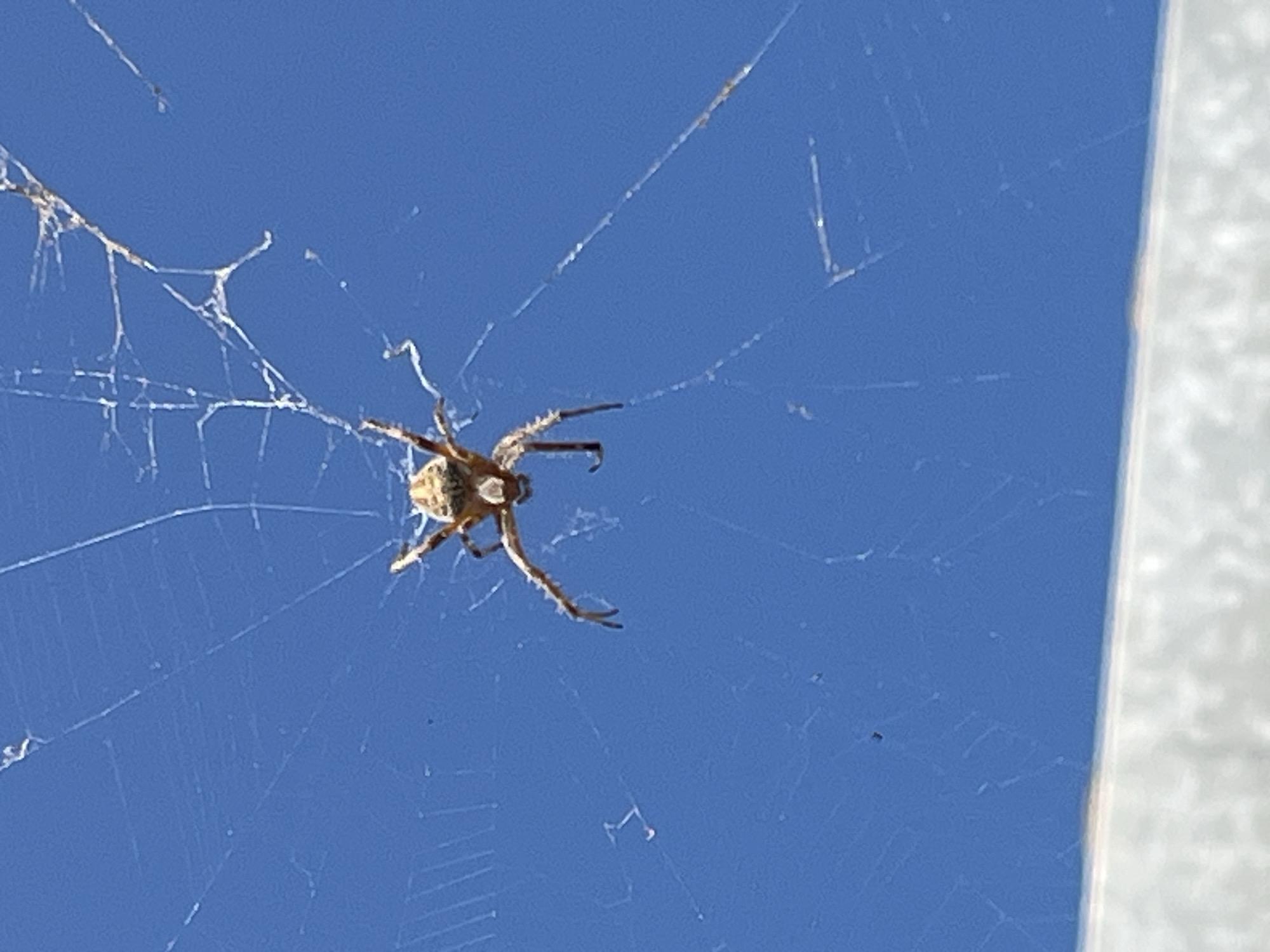 A spider is suspended on its web against a bright blue sky. The spider is positioned in the center of the frame, its legs splayed outwards. The web is intricate, with visible radial threads extending from a central point. The spider's body has a patterned appearance. The lower part of the image shows a blurry, out-of-focus white structure, possibly a railing or fence. There is no indication of the city of Krasnyye Barrikady, Russia, in the image.