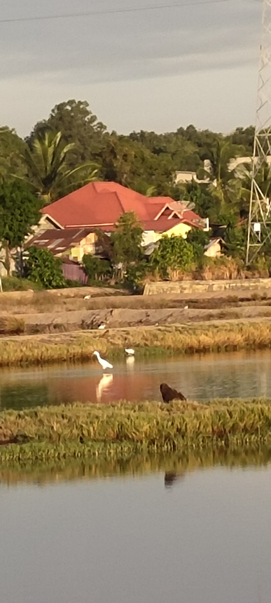 The image depicts a rural or semi-rural scene with a body of water in the foreground, bordered by reeds and grassy vegetation. In the water, a white egret stands, and a smaller white bird is visible in the background. On the right bank of the water, a dark-colored mammal, possibly a dog, is resting. In the mid-ground, there are several buildings with red and yellow roofs, surrounded by trees. A transmission tower is visible on the far right. The sky is overcast. This scene is consistent with the landscape found in the outskirts of Lhokseumawe, Indonesia, which often features agricultural land, bodies of water, and vegetation interspersed with residential areas.