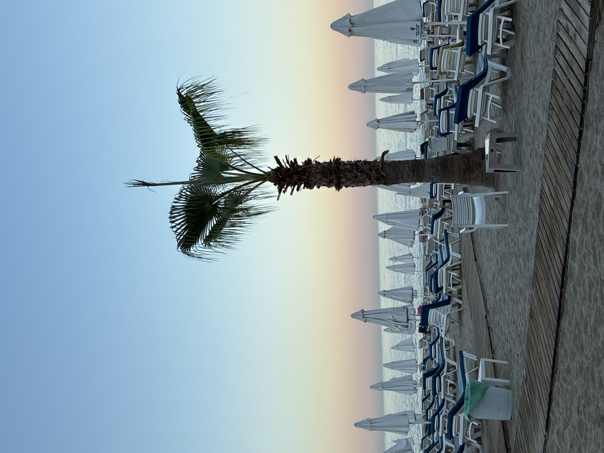 A wide-angle, eye-level shot captures a serene beach scene in Alanya, Turkey, likely in the early morning or late evening. A tall palm tree stands prominently in the center, its fronds silhouetted against a gradient sky transitioning from a pale blue at the top to soft hues of pink and orange near the horizon. A calm, gentle sea stretches out beyond. The beach is lined with numerous rows of closed, white beach umbrellas, each standing tall and neat. Arranged beneath the umbrellas are many empty, white and blue lounge chairs, indicating the beach is either preparing for the day or winding down. Wooden walkways are laid out on the sand, leading towards the chairs and umbrellas. In the foreground, a few individual chairs and a green-lined trash can are visible. The overall atmosphere is peaceful and uncluttered.