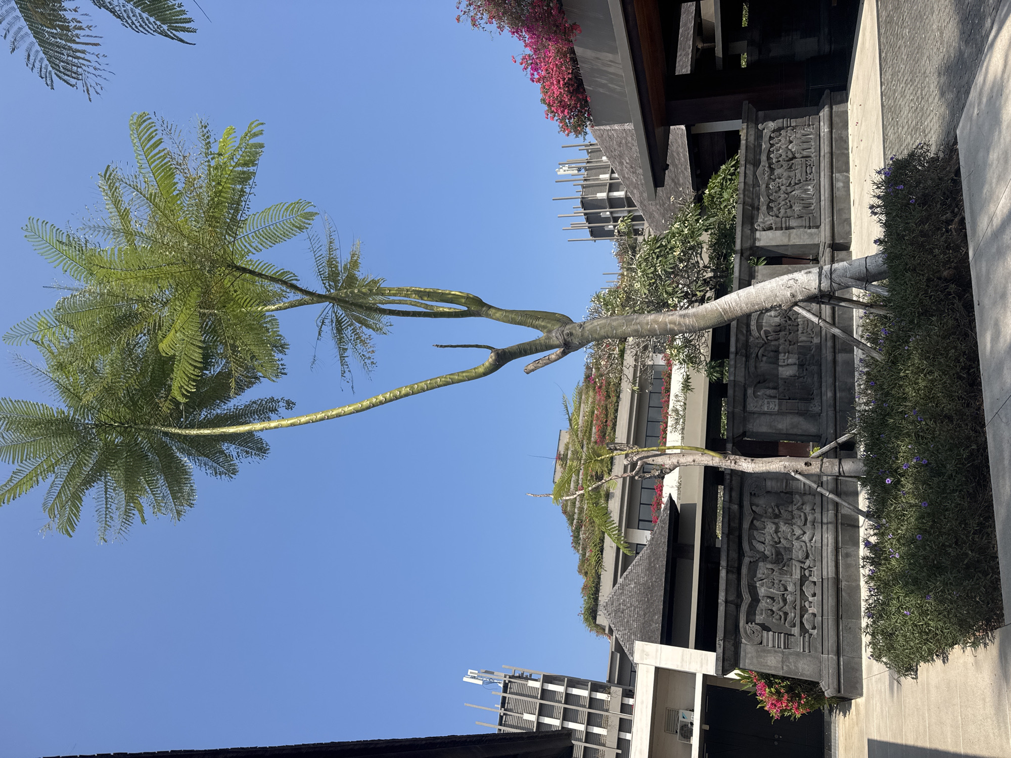 The image depicts an outdoor scene in Kuta Selatan, Indonesia, characterized by lush vegetation, intricate stone carvings, and modern architecture. In the foreground, a pathway leads through a well-maintained garden with a cluster of green bushes dotted with small purple flowers. A striking feature is a tall tree with a slender, textured trunk and a canopy of feathery green leaves, supported by stakes. Behind the tree, a dark gray stone wall displays detailed relief carvings of figures in processions or gatherings, suggesting a cultural or historical theme.
Beyond the wall, a multi-story building with a dark tiled roof and a prominent pyramid-shaped section is visible. This building is adorned with vibrant pink and red flowers cascading from its upper levels, creating a striking contrast with the stone and foliage. Further in the background, modern buildings with repeating geometric patterns and a contemporary aesthetic rise against a clear blue sky. Some of these structures feature vertical poles, possibly for antennas or decorative elements, and are also partially covered with greenery. The overall impression is a blend of traditional Balinese artistry, tropical landscaping, and modern design, likely representing a resort or cultural complex. The clear blue sky indicates a sunny day.