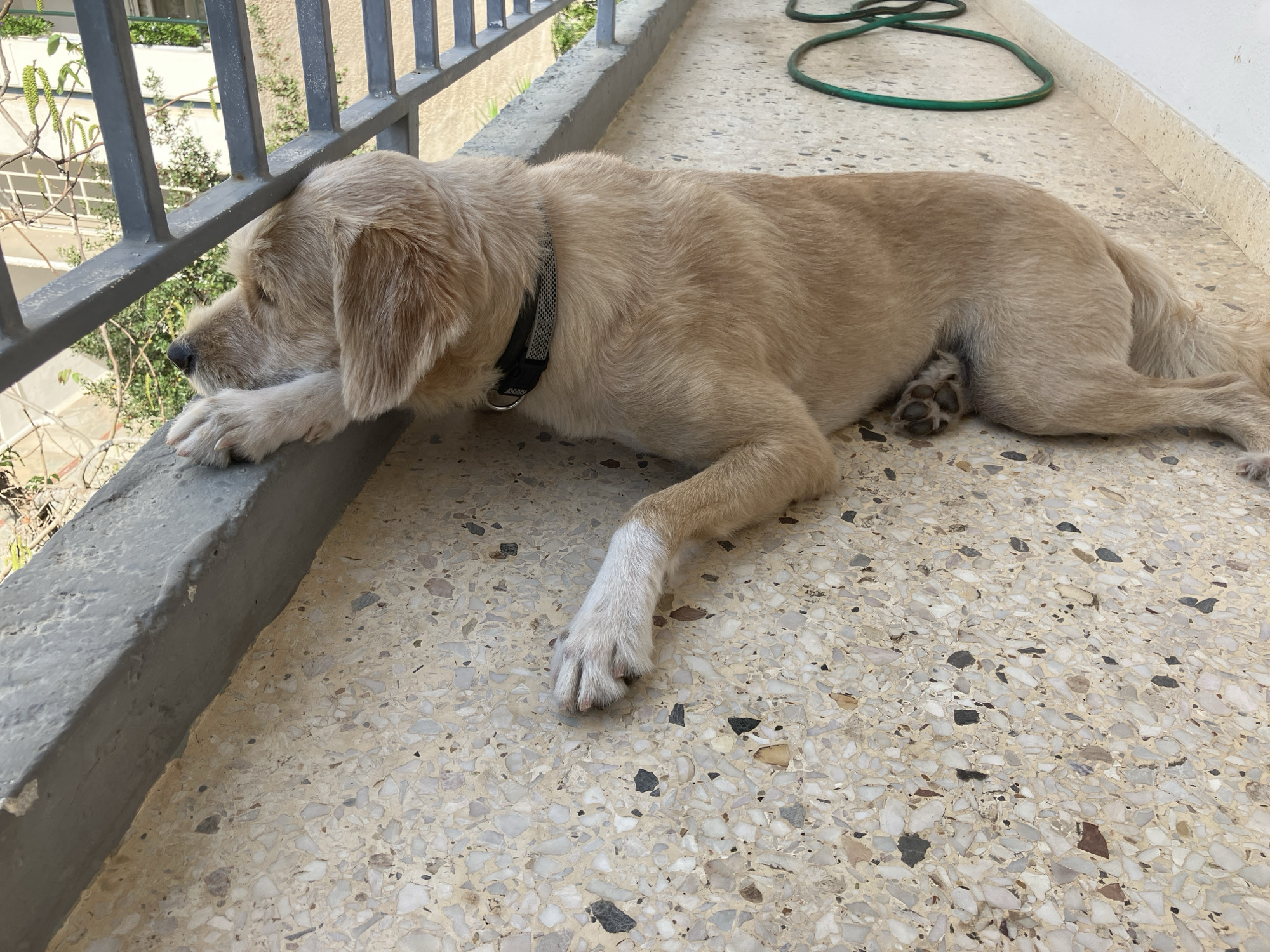 A light beige-furred dog, appearing to be a Golden Retriever or Labradoodle mix, lies calmly on a balcony floor. Its head and front paws rest on a low concrete ledge, and its gaze is directed outwards, beyond a dark gray metal railing. The dog wears a black and gray mesh collar with an indistinct white logo or text near the buckle.
Beyond the railing, several trees with light green foliage and yellowish-green catkins are visible, along with parts of distant buildings, suggesting an urban or suburban setting. The balcony floor is made of light-colored terrazzo with various colored stone chips. In the background, a green garden hose is coiled on the floor against a white wall. The scene is illuminated by natural daylight, indicating clear and pleasant weather. The dog's relaxed posture conveys a sense of peaceful observation from its elevated vantage point.