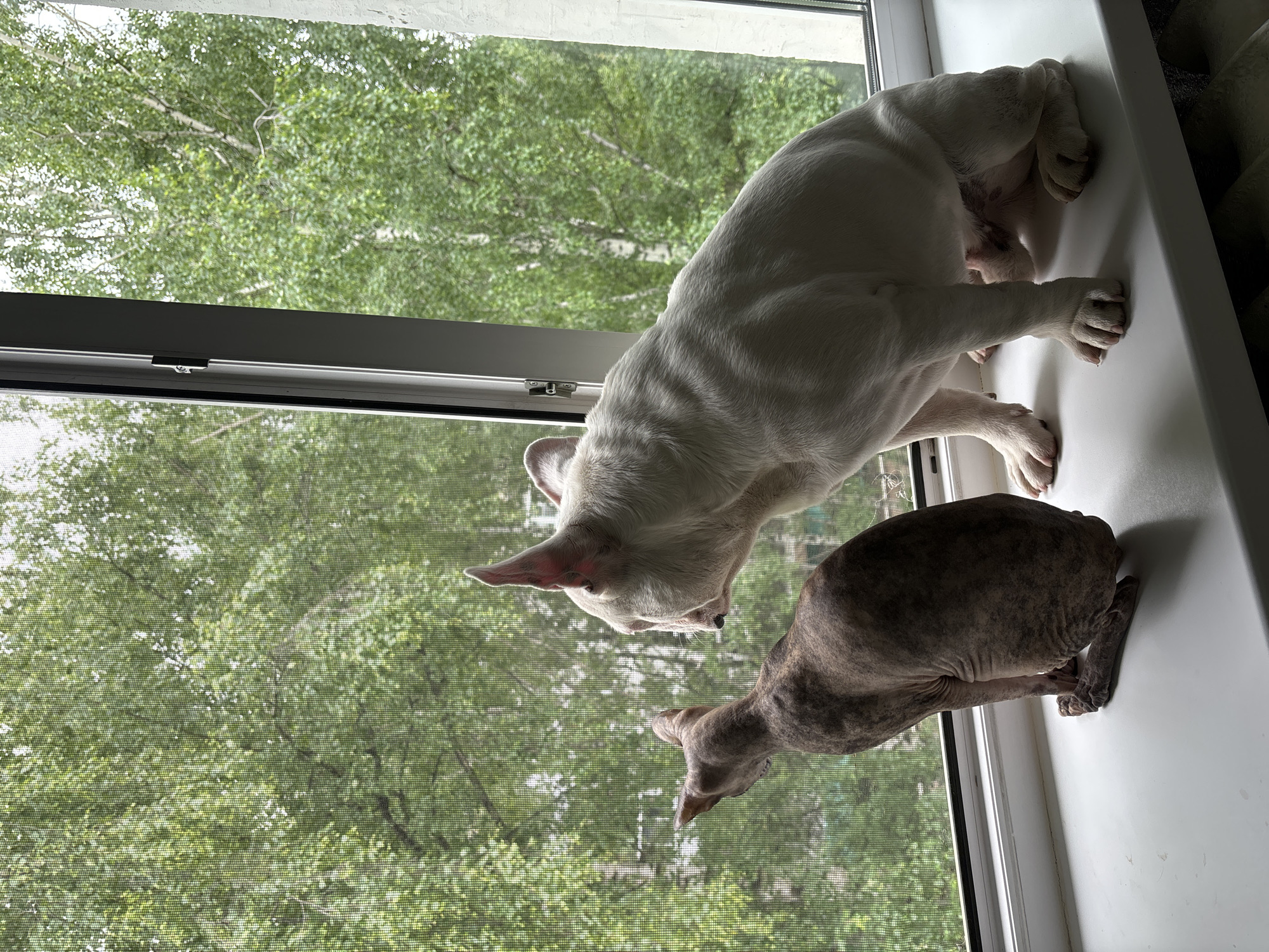 Two domestic animals, a hairless cat and a white French bulldog, sit on a white windowsill facing a window with a screen. The cat, with mottled brown and grey skin, is positioned on the left, facing away from the viewer and looking out. The French bulldog, mostly white with some pinkish skin visible on its ears and snout, sits to the right of the cat, also facing outwards. Both animals appear to be observing the environment outside the window. Beyond the screen, lush green trees with dense foliage are visible, suggesting an outdoor, possibly residential, setting. The lighting indicates it is daytime. The scene takes place indoors, on a windowsill, with a view of trees outside. The context of Chaikovsky, Russia, implies this could be a domestic interior in that city.