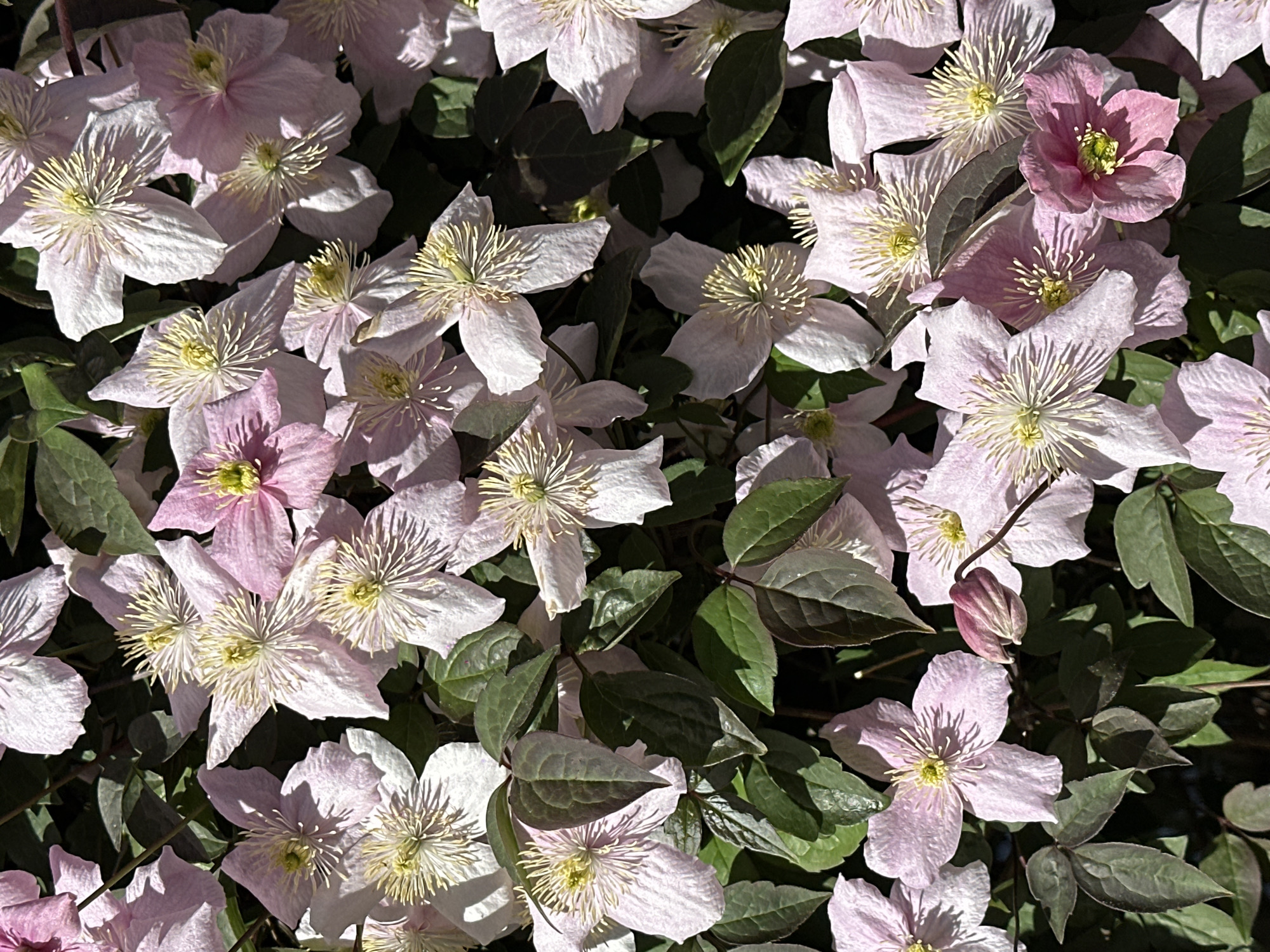 The image presents a vibrant, close-up view of numerous light pink and white flowers densely clustered together, interspersed with dark green leaves. The flowers feature delicate, often broad petals with a subtle gradient, appearing paler towards their edges and having distinct, prominent centers composed of numerous pale yellow-green stamens. Some individual flowers exhibit a stronger pink or purplish hue, and a tightly closed, dark pink flower bud is visible, suggesting ongoing blooming.
The scene is bathed in bright sunlight, casting clear, sharp shadows on the petals and foliage, indicating a sunny day, likely mid-morning or afternoon. This strong illumination highlights the textures and colors of the flowers and leaves. The foliage is generally dark green, providing a rich contrast to the lighter-colored blooms.
No people, animals, or artificial objects are visible, emphasizing the natural beauty of the floral display. There is no discernible text within the image. The dense, healthy growth suggests an outdoor garden or planted area, consistent with a general park or garden setting in Amsterdam, Netherlands. The overall impression is one of natural abundance and serene beauty.