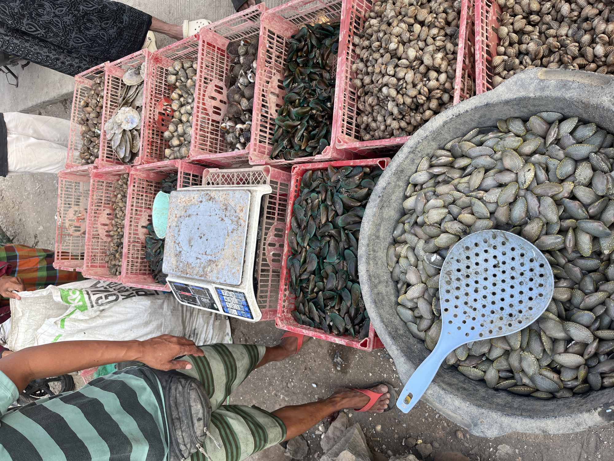 In Kedungmalang, Indonesia, at what appears to be a market, a vendor stands to the left, wearing a striped t-shirt, shorts, and a fanny pack. Their arms are visible, and they are wearing red flip-flops. In the background, several pink plastic crates are filled with various types of shellfish. One crate contains mussels, another appears to hold smaller clams, and a third is filled with larger bivalves. A large grey basin in the foreground is overflowing with clams, and a blue slotted spoon rests on top of them. A white sack with green lettering is positioned behind the vendor. A digital scale sits on top of a red crate filled with shellfish. Another person, partially visible on the right, is wearing a patterned dark skirt and white sandals. The ground is a mixture of dirt and gravel, and some rocks are present on the left side of the image. A motorcycle wheel is visible in the upper left corner.