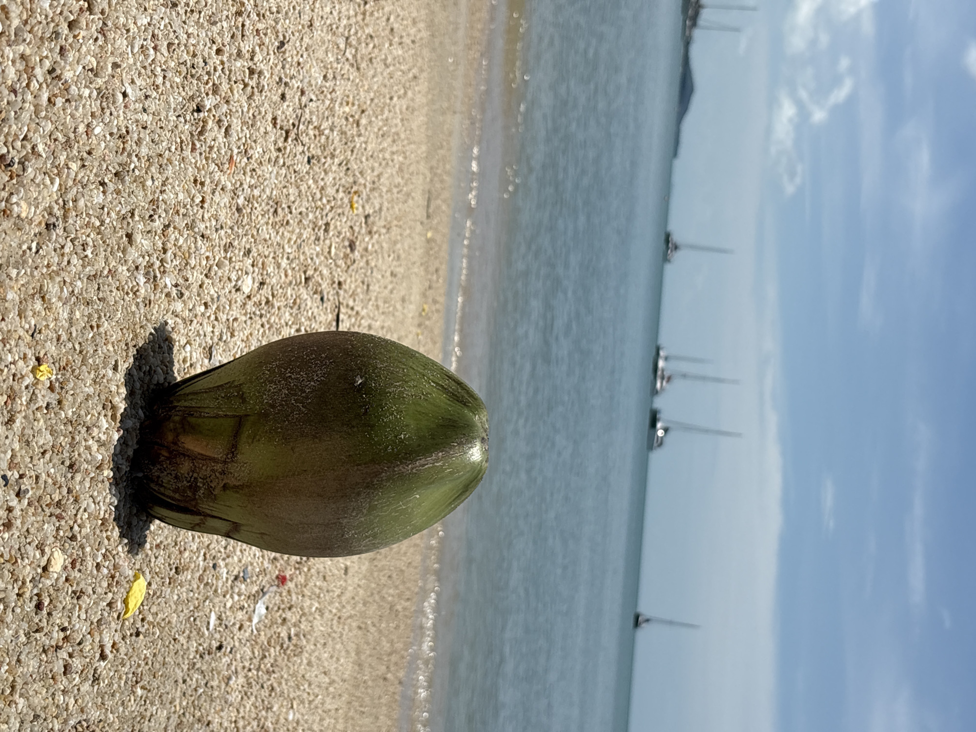The image shows a coconut lying on the sandy beach of Baan Bang Rak, Thailand. The sand is light tan with small pebbles. The ocean is visible, transitioning from the shoreline to a brighter expanse with several sailboats in the distance. The sky is blue with scattered white clouds. The coconut is green and brown, casting a shadow on the sand.