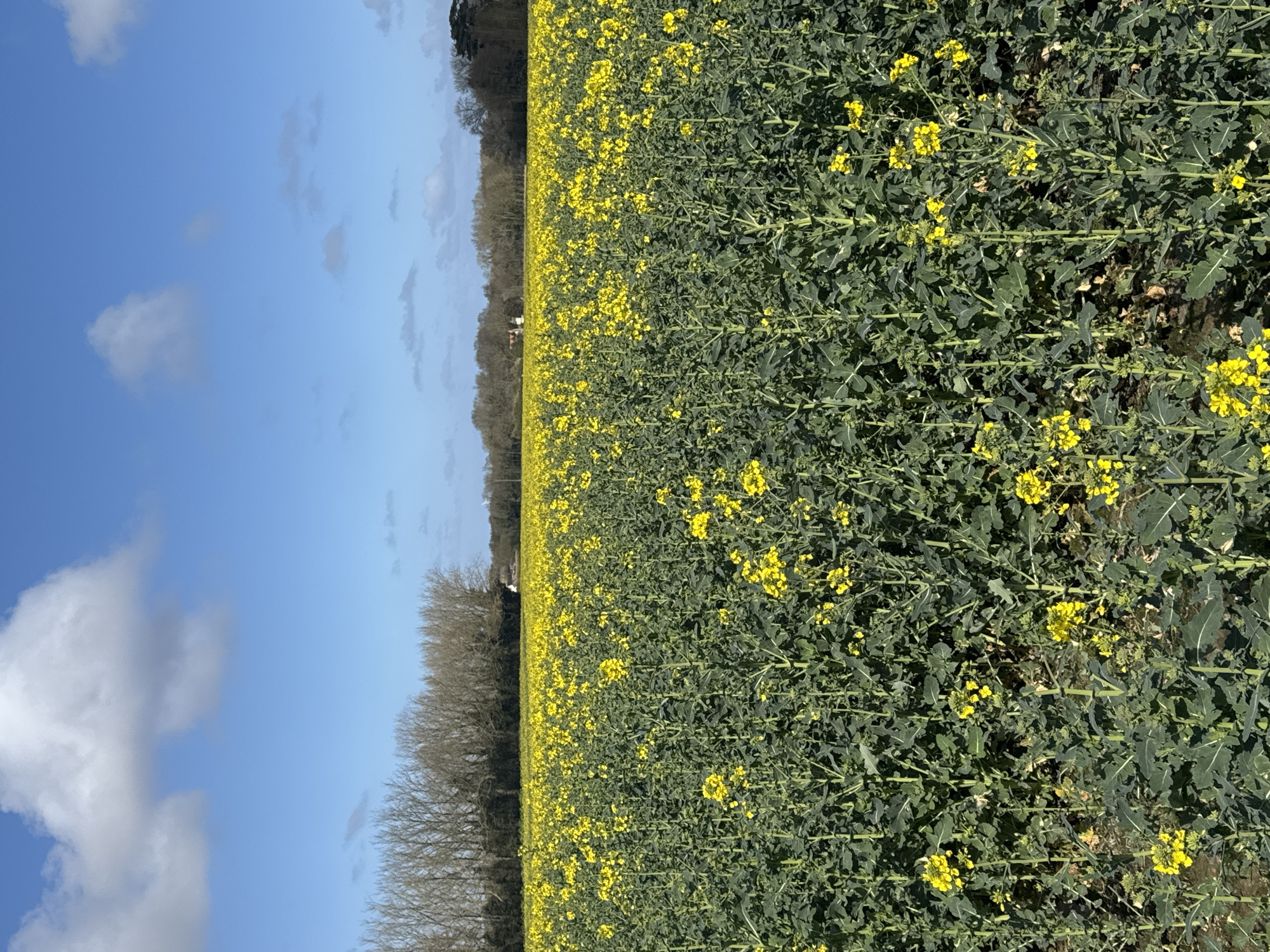 The image shows a field of rapeseed in bloom, with a clear blue sky and scattered clouds visible above. A line of bare trees is present along the horizon. The location is not specified, and Great Yarmouth, United Kingdom, cannot be determined from the provided image. The scene depicts a natural environment with vibrant yellow flowers dominating the landscape.