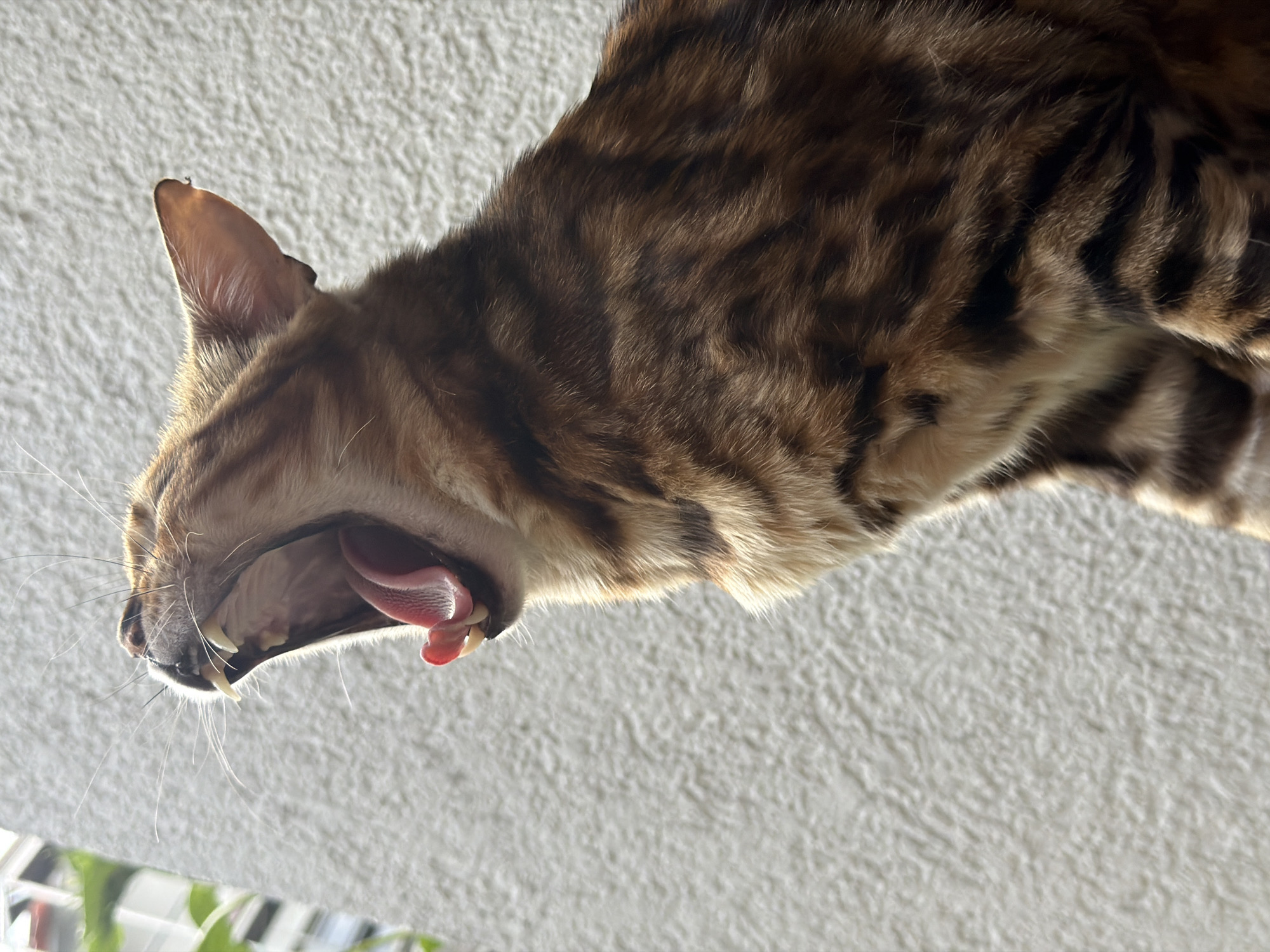 The image shows a close-up, side profile of a Bengal cat yawning widely, exposing its pink tongue, sharp teeth, and the inside of its mouth. The cat has characteristic spotted and striped brown and tan fur. It is positioned against a textured, light-colored wall. In the upper left corner, out of focus, a building with visible windows and some green foliage can be seen, suggesting an urban or suburban environment. The lighting indicates it is daytime. The image does not contain any information about Garmisch-Partenkirchen, Germany.