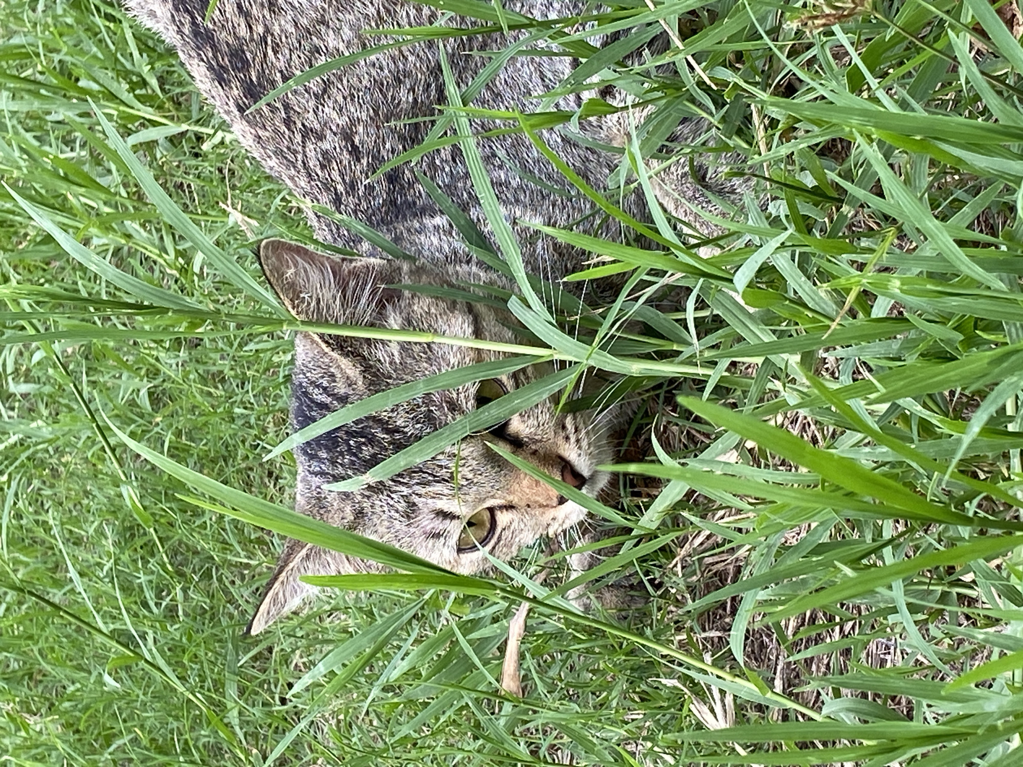An adult domestic shorthair cat with tabby markings is partially concealed within tall green grass, its head turned towards the viewer. The cat has yellow-green eyes and a brown nose. The background consists of dense, varied green grass and some dry vegetation on the ground. The image was taken in the city of Baan Mae Nam, Thailand, at ground level, capturing a natural outdoor environment.