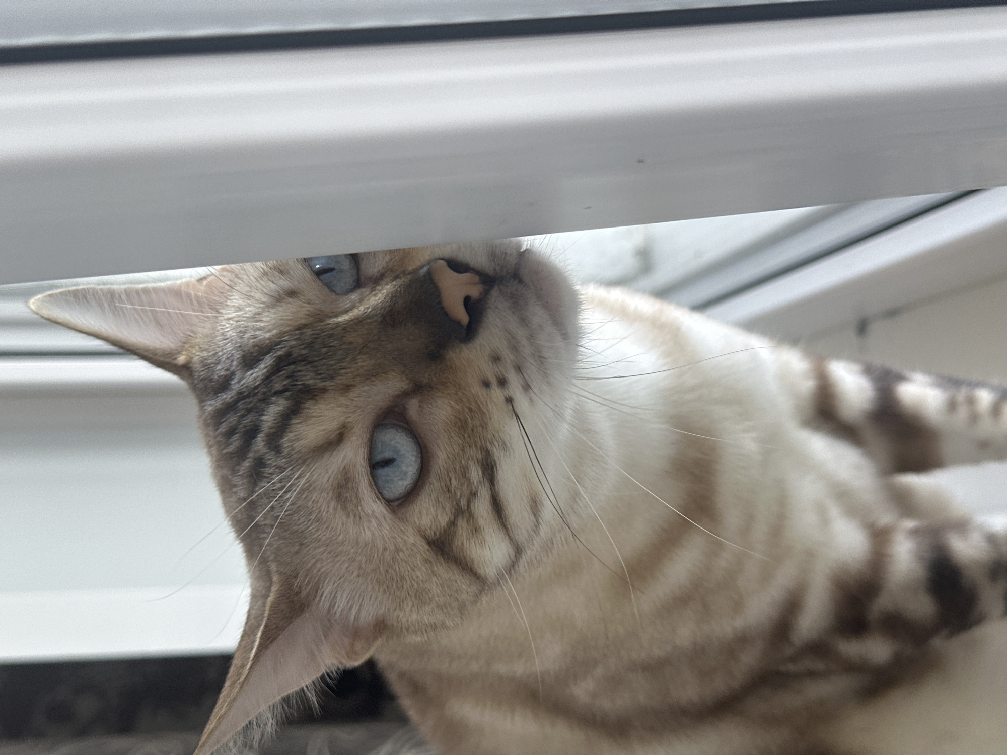 This is a close-up, eye-level, vertical shot of a Bengal cat. The cat is mostly cropped out of frame, but its face and part of its torso are visible. The cat has light brown fur with dark brown stripes, and striking blue eyes. It is looking to its right, peeking from behind a white vertical object, possibly a curtain or a window frame. The background is out of focus and appears to be an indoor setting with muted colors. The overall lighting is soft and natural. There are no people or other animals present in the image. The context of the city of Energetik, Russia, is not inferable from the visual information provided in the image.