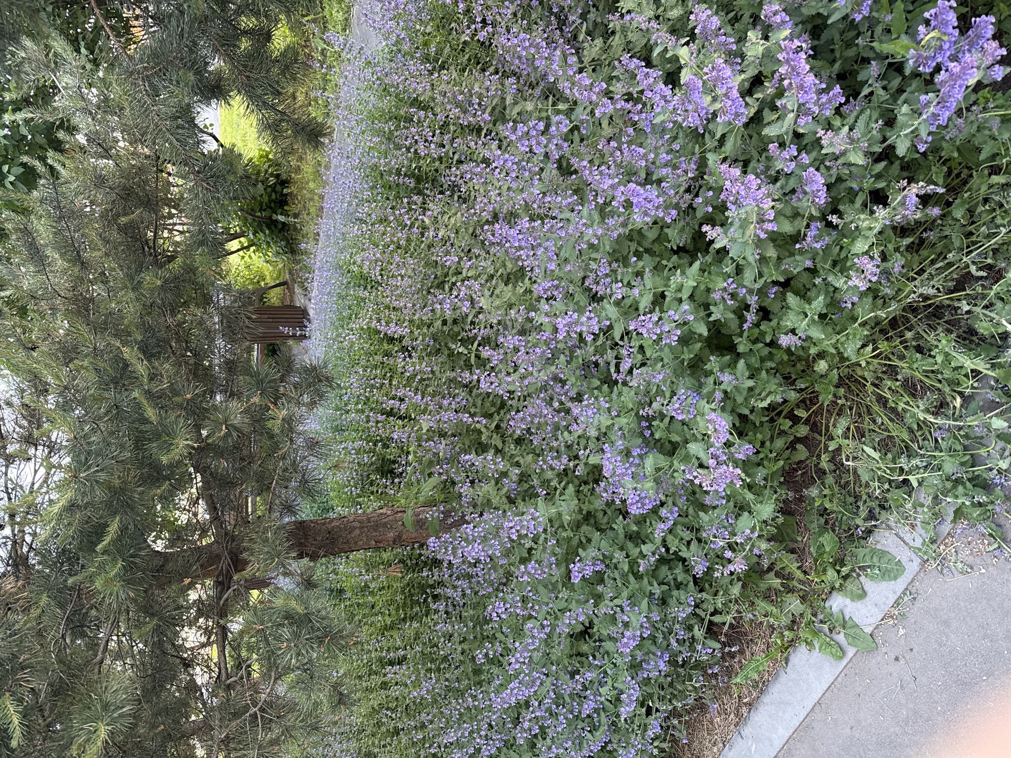 This image captures an outdoor scene featuring a dense bed of flowering plants next to a pine tree and a concrete path. The primary subjects are a large expanse of plants with numerous small, light purple flowers, dominating the right and central portions of the frame. These flowers are clustered on green foliage, suggesting a species like Catmint (Nepeta).
To the left, a mature pine tree with dark green, needle-like foliage stands prominently. Its branches extend into the foreground and background, partially obscuring a wooden bench visible through its canopy in the mid-ground. The bench appears to be made of slats, a common feature in parks or gardens. Beyond the tree and bench, there's more green foliage, indicating a continuation of the natural setting.
On the far right, a light grey concrete path or sidewalk runs along the edge of the flowering plant bed. Some stray weeds or grass are visible at the very edge where the plants meet the concrete. The lighting suggests it is daytime, possibly with diffused light, as there are no harsh shadows. The overall impression is that of a serene garden or park setting, designed for aesthetic appeal and relaxation, as suggested by the presence of the bench. There are no people or explicit activities taking place, and no visible text.