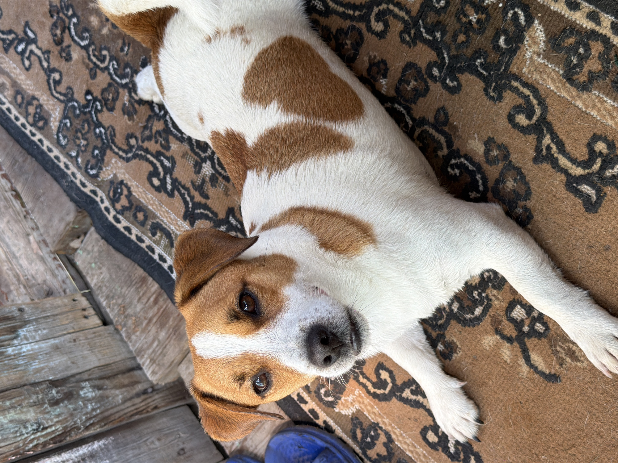 A tan and white dog lies on a patterned rug near weathered wooden planks. The dog is facing the camera, with its head tilted slightly. Its eyes are brown, and its nose is black. The rug has a brown background with black and cream-colored swirling patterns. To the left of the dog, partially visible, is a blue object, possibly footwear. The background consists of rough, vertical wooden planks, suggesting an outdoor or rustic setting. The lighting appears to be natural daylight. No specific location in the city of Sylva, Russia, can be determined from the image.