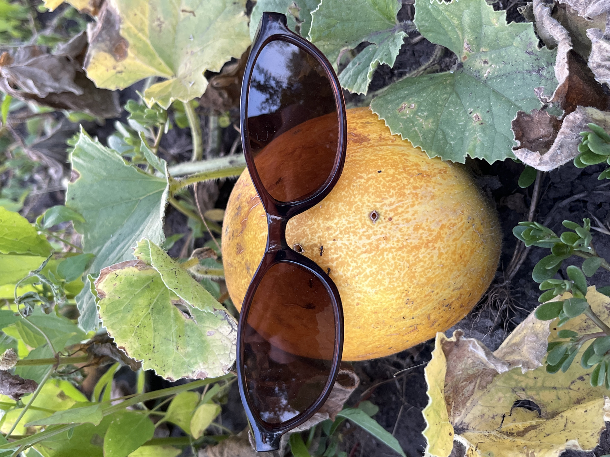 A close-up, eye-level shot captures a ripe yellow melon positioned on the ground amidst foliage. The melon is adorned with a pair of dark brown, oval-shaped sunglasses, with the lenses reflecting a blurry image of trees and the sky. The scene is surrounded by lush green leaves, some of which are tinged with yellow and brown, suggesting autumn. The ground beneath is composed of dark soil, with a few small, green succulent plants growing near the melon. Two ants are visible on the surface of the melon, one near the sunglasses and another further down. The lighting suggests an outdoor setting, likely during daytime.