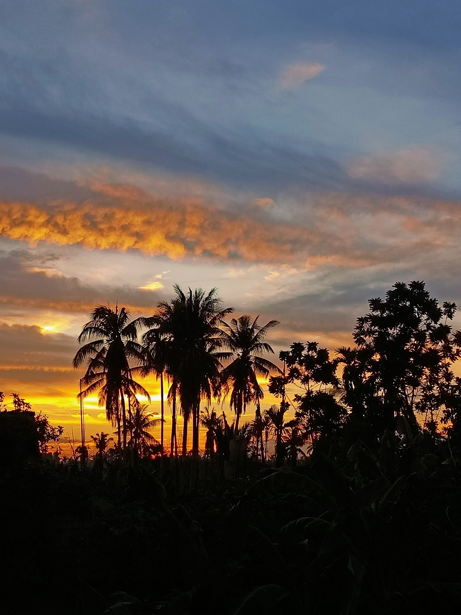 This is a landscape photograph of a sunset in Blang Cut, Indonesia. The foreground is dominated by the dark silhouettes of various trees and foliage. Prominent among these are several palm trees, their fronds reaching upwards against the vibrant sky. Behind the foliage, the setting sun casts a warm glow, illuminating the sky with shades of orange, yellow, and hints of pink. Wispy clouds stretch across the upper portion of the sky, some tinged with the colors of the sunset, while others appear a deeper blue or gray. The overall impression is one of a tropical evening scene.
