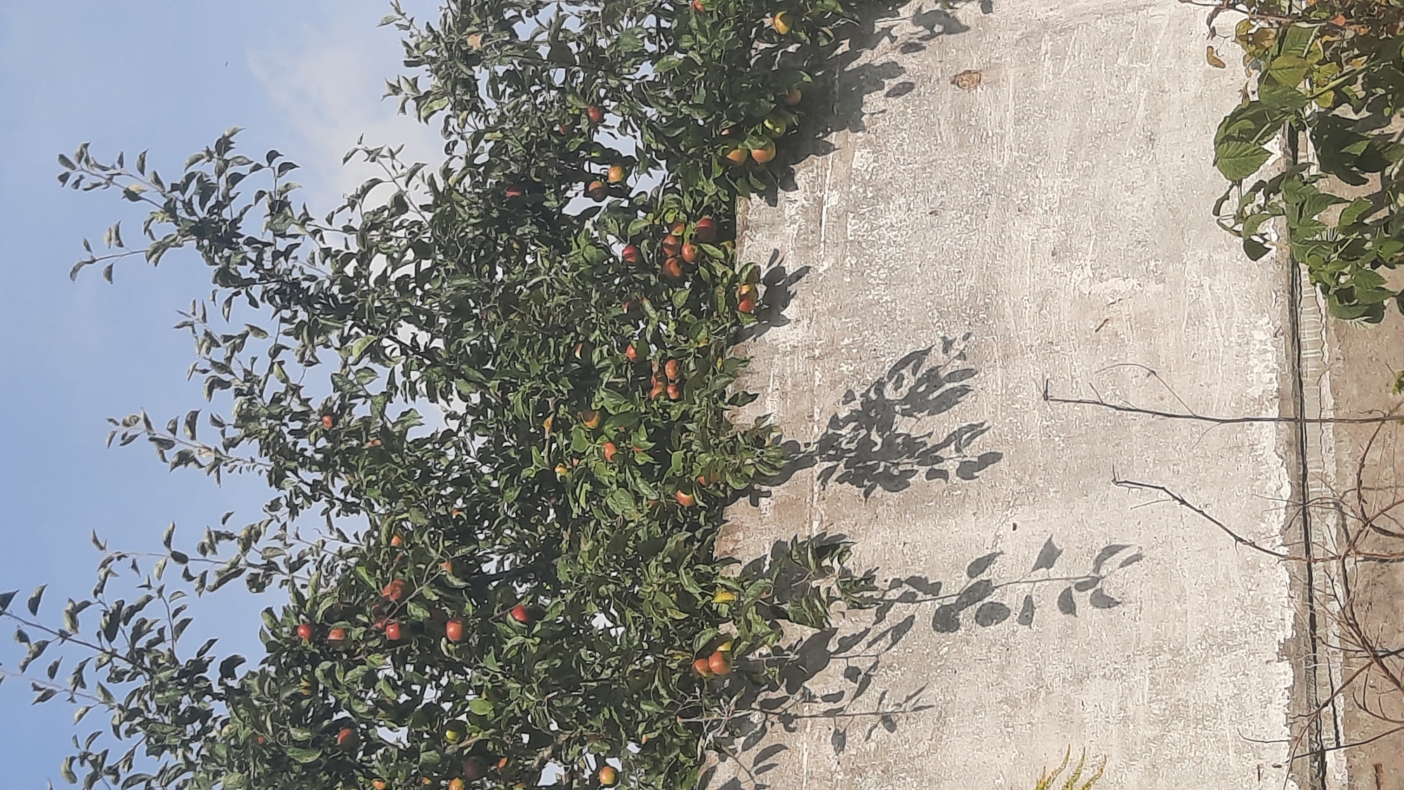 An apple tree laden with ripe, red apples is situated in front of a weathered, textured concrete wall. The branches of the tree overhang the wall, casting dappled shadows. The sky above is a clear blue with a few wisps of white clouds. The scene appears to be outdoors, likely in a backyard or garden area within the city of Shklov, Belarus, judging by the style of the wall and the presence of an apple tree. There are no people visible in the image.