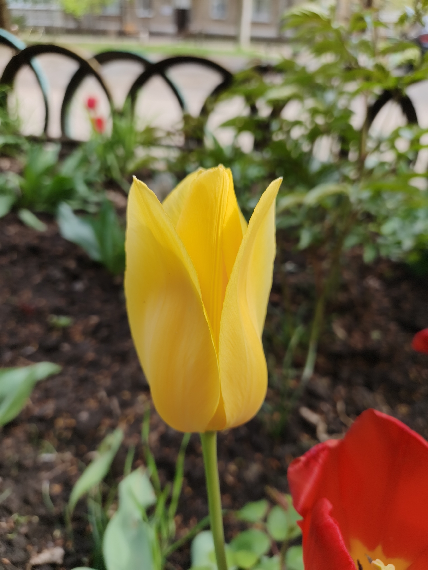 The image shows a close-up of a yellow tulip in a flower bed. The tulip is in the foreground and is the main subject. The petals are closed, indicating that it might be early in the day or the flower is still developing. The stem is green and thin.
In the background, there is dark brown soil, and other green plants and leaves are visible. Behind the flower bed, there is a low, decorative metal fence with curved arches. Beyond the fence, there's greenery that looks like bushes or trees, and in the far background, the blurred shape of a building can be seen. There are other red tulips in the background.
Given the presence of typical urban elements such as the fence and building in the background, the location appears to be a public garden or a planted area within a residential or urban environment. This image shows a small section of a flower bed containing at least two different varieties of tulips. There is no specific identifying information, and there is no information about Kryvyi Rih.