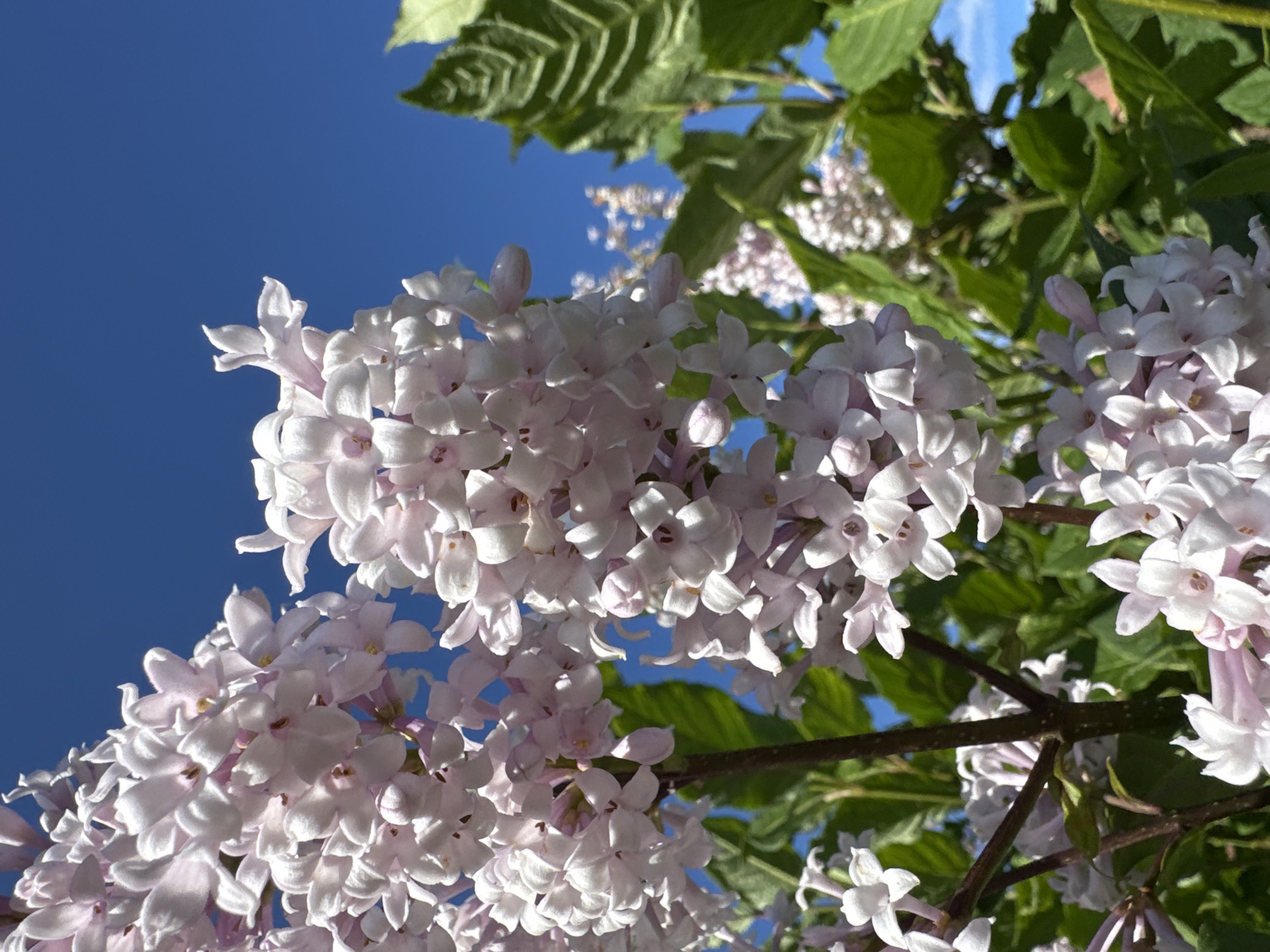 This is a close-up, low-angle shot of delicate, pale pink lilac blossoms against a bright blue sky. The blossoms are clustered on dark branches, and lush green leaves are visible in the upper portion of the frame, some with defined veins. The sunlight is strong, creating highlights and shadows on the petals, giving them a soft, luminous appearance. The sky is clear and vibrant, indicating a sunny day. The image captures the beauty of spring or early summer in Steklyannyi, Russia, evoking a sense of freshness and natural beauty. There is no visible text in the image.