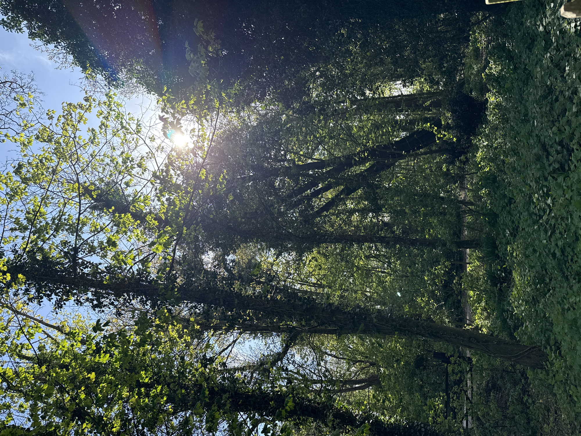 The media file displays a natural outdoor scene, depicting a dense canopy of trees under a bright sky. The image is oriented vertically but appears to be intended as a landscape view rotated 90 degrees clockwise.
**Subjects:** The primary subjects are numerous trees with lush green foliage. Many of the tree trunks and branches are heavily covered in ivy or other climbing plants, creating a textured green layer. The sky is visible through gaps in the canopy, appearing clear blue with some faint, wispy clouds. The sun is a prominent feature, causing a strong lens flare and bright highlights on the leaves.
**Activity or event taking place:** No human activity is visible. The scene captures a moment of natural light filtering through a woodland setting.
**Notable details:** The time of day appears to be sunny daytime, possibly morning or late afternoon, given the bright sunlight and the angle of the lens flare. The weather is clear and bright. The location is a heavily treed area, resembling a forest path, grove, or woodland edge, consistent with the provided context of Great Yarmouth, United Kingdom. The light creates a serene and vibrant atmosphere, with patches of bright green leaves contrasting with shadowed areas of the denser foliage.
**Visible text:** There is no visible text in the image.