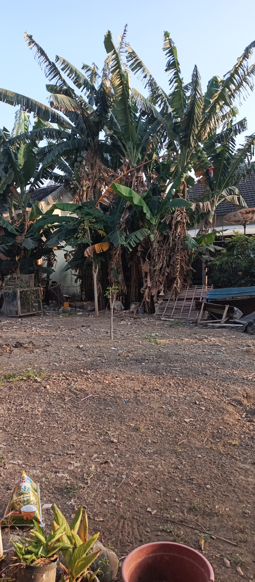 A ground-level outdoor shot captures a cluster of mature banana trees laden with fruit in Jatisari, Indonesia. The trees, with their characteristic large, green leaves and brown, desiccated fronds, dominate the mid-ground. Some bananas are visible hanging in bunches. Behind the banana trees, the roofline of a residential building is visible, with gray tiles and part of a white wall. The foreground is a rough, dirt and gravel surface, with scattered dry leaves and small pebbles. To the left in the foreground, a woven bag, possibly containing rice, and two potted plants are situated. To the right, a large, reddish-brown plastic pot is visible. Scattered debris, including what appears to be pieces of wood and metal, are present throughout the scene, suggesting a somewhat unkempt area. The sky above is a clear, pale blue.