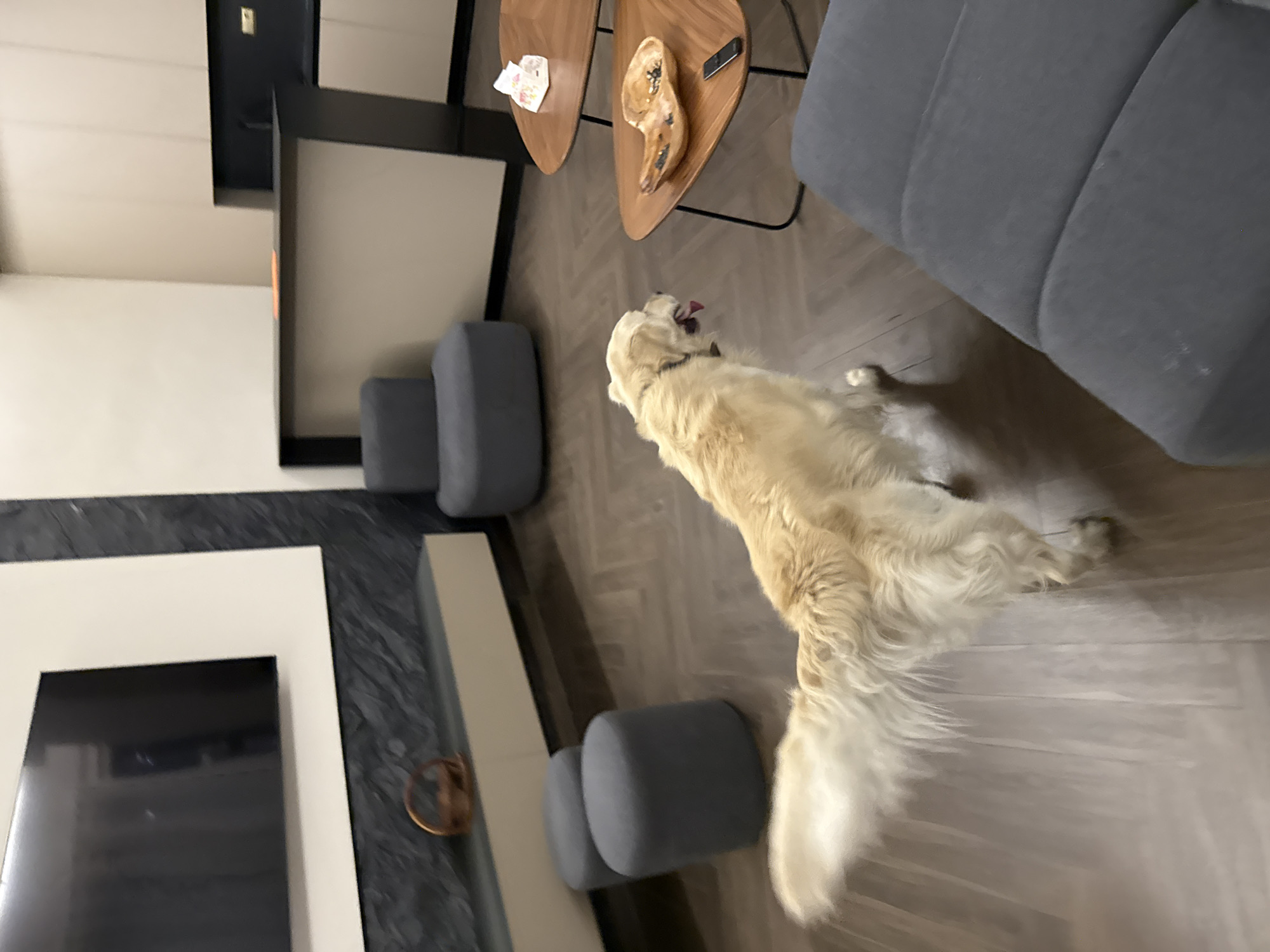 A medium shot shows a dog, likely a golden retriever, in a modern interior setting. The dog is standing and facing the upper right of the frame. The interior is furnished with triangular coffee tables, a grey sofa, and two grey footstools. To the left, there is a wall-mounted TV and a white console table with a dark marble background. The floor appears to be hardwood. The location is not evident in the image.
