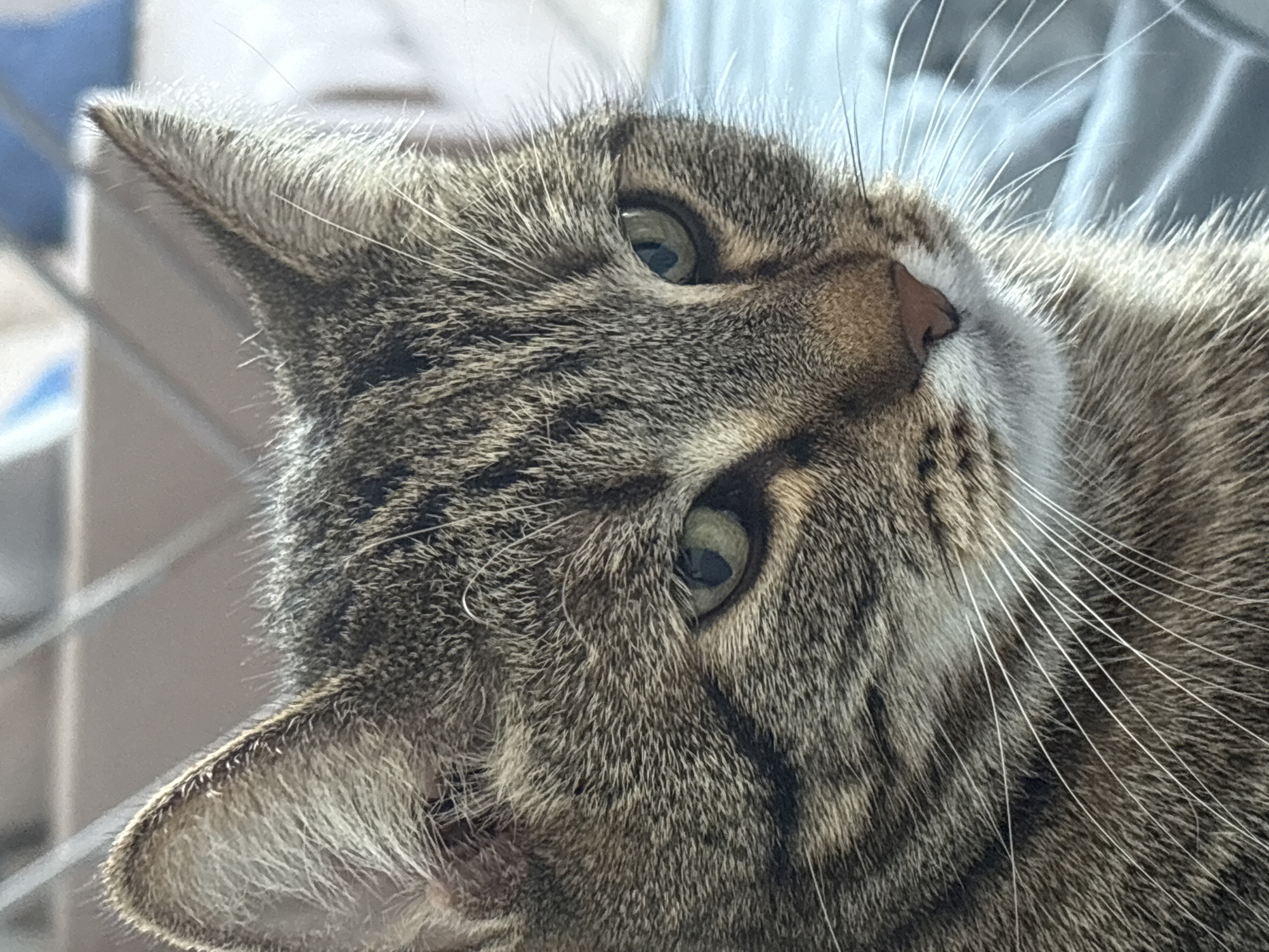 A close-up, eye-level, outdoor portrait captures a tabby cat. The cat's fur is a mix of brown, grey, and black stripes. Its large green eyes are looking to the right of the frame. The cat's pink nose is visible, along with long white whiskers. The background consists of out-of-focus blue fabric, possibly a blanket or bedding. There are no people or other animals present in the image, and no specific landmarks or identifying features are visible to indicate a location in Kudrovo, Russia. The image appears to be taken in daylight.