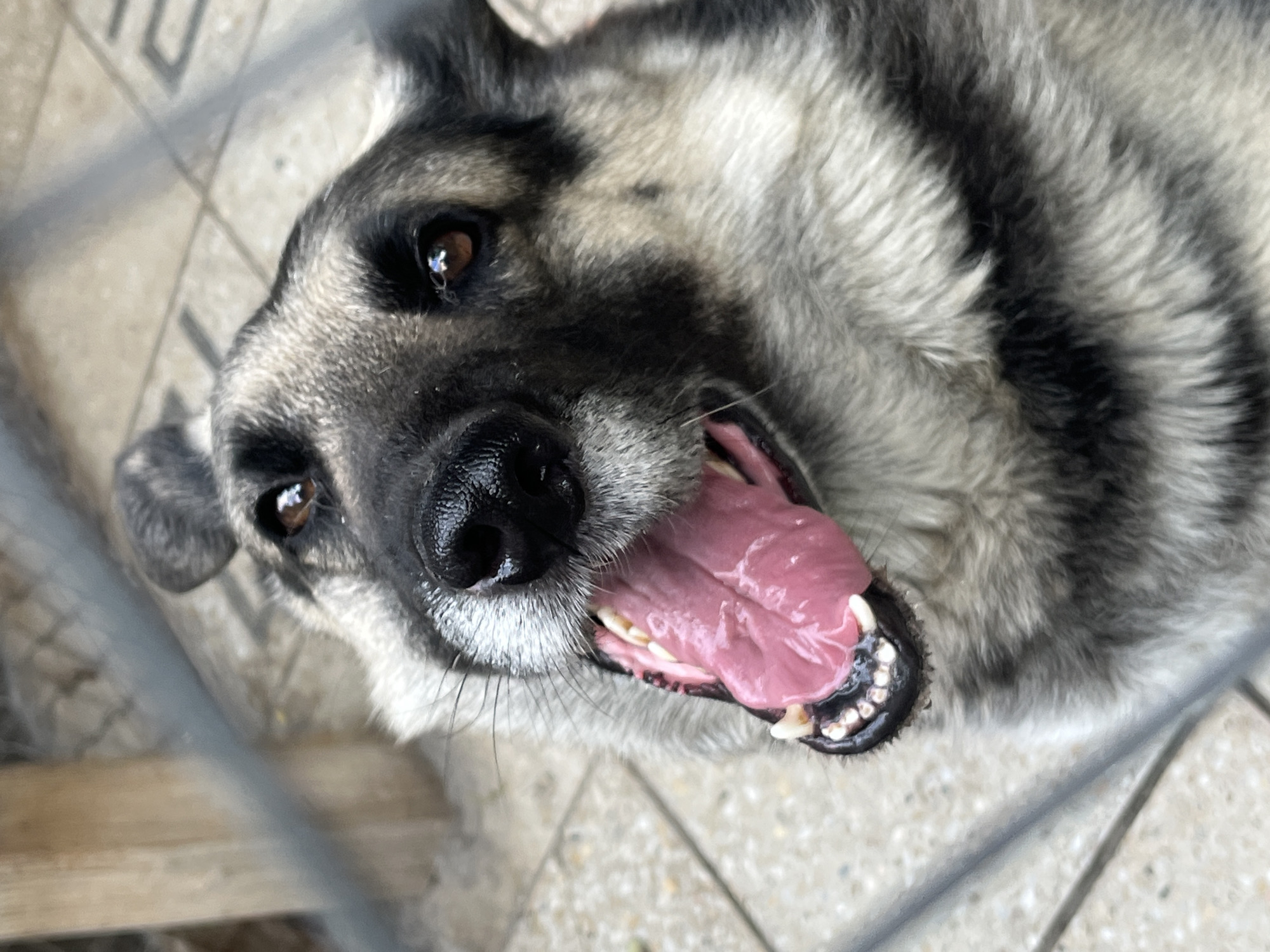 This is a close-up, eye-level, outdoor shot of a dog's face. The dog, likely a German Shepherd mix, has a predominantly gray and black coat with striking black markings around its eyes and snout, and striped fur on its neck and head. Its mouth is open, revealing a pink tongue and white teeth, and it appears to be panting or smiling. The dog's eyes are dark brown and attentive, looking directly at the camera.
The background shows a textured, light-colored surface that appears to be tiled or paved ground, with some gray bars or fencing visible in the foreground and around the edges, suggesting the dog might be in a kennel or enclosure. The lighting suggests it is daytime, with no strong indications of specific weather conditions, though the overall scene feels casual and natural. The dog's expression is happy and friendly, conveying a sense of warmth and engagement with the viewer. There is no visible text in the image.