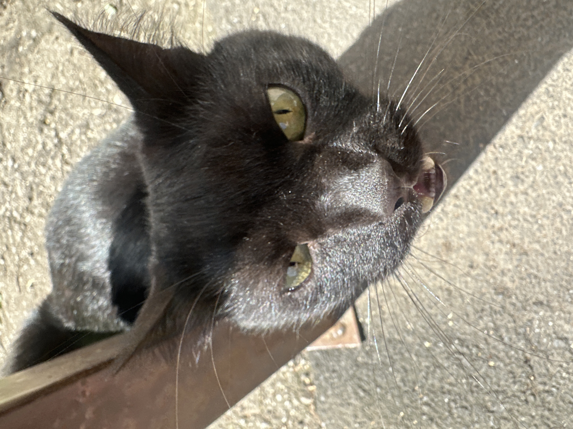 A black cat with green eyes is captured in a close-up, overhead shot. The cat's mouth is slightly open, revealing its teeth. The cat is positioned on a textured, grayish surface, possibly concrete or pavement, with visible small stones. Sunlight casts a shadow across the lower right portion of the image, indicating an outdoor setting. A brown object, possibly a metal railing or bench, is visible on the left side of the frame, with a few strands of what appear to be spiderwebs adhering to it and the cat's fur. The background is a blurred, sandy or gravelly texture. There is no evidence of people, any interaction, or specific landmarks to suggest a location in Togliatti, Russia.
