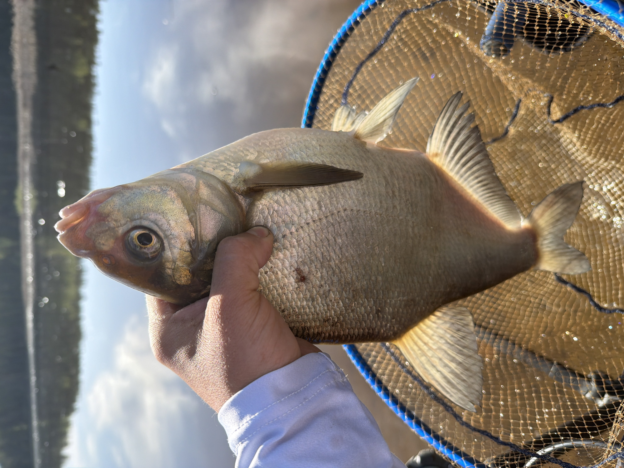 A person holds a freshly caught fish in a landing net. The fish is silvery-gray in color and appears to be a bream or similar species. It is grasped in the person's hand, revealing a portion of their white shirt sleeve. The landing net is a coarse mesh with a blue rim. The background shows a blurred landscape of trees and sky reflected in water, suggesting a riverside or lakeside location, which is presumably in the city of Chaikovsky, Russia.