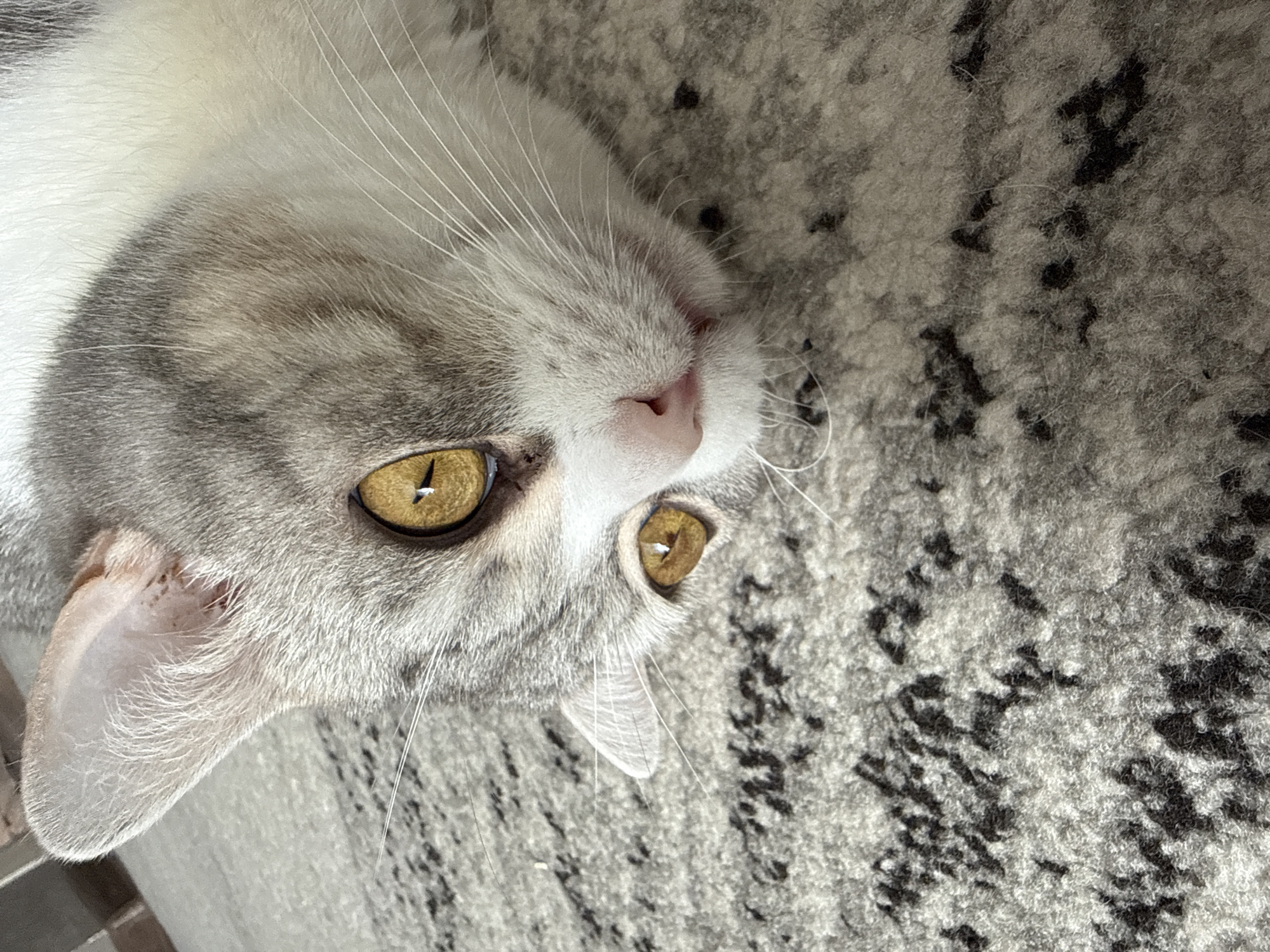 A close-up photograph shows the head of a cat with white and gray fur and yellow eyes. The cat's head is positioned at an angle against a gray and black patterned surface, possibly a rug. The cat's nose is pink, and its whiskers are white. The image does not show the city of Chaikovsky, Russia.