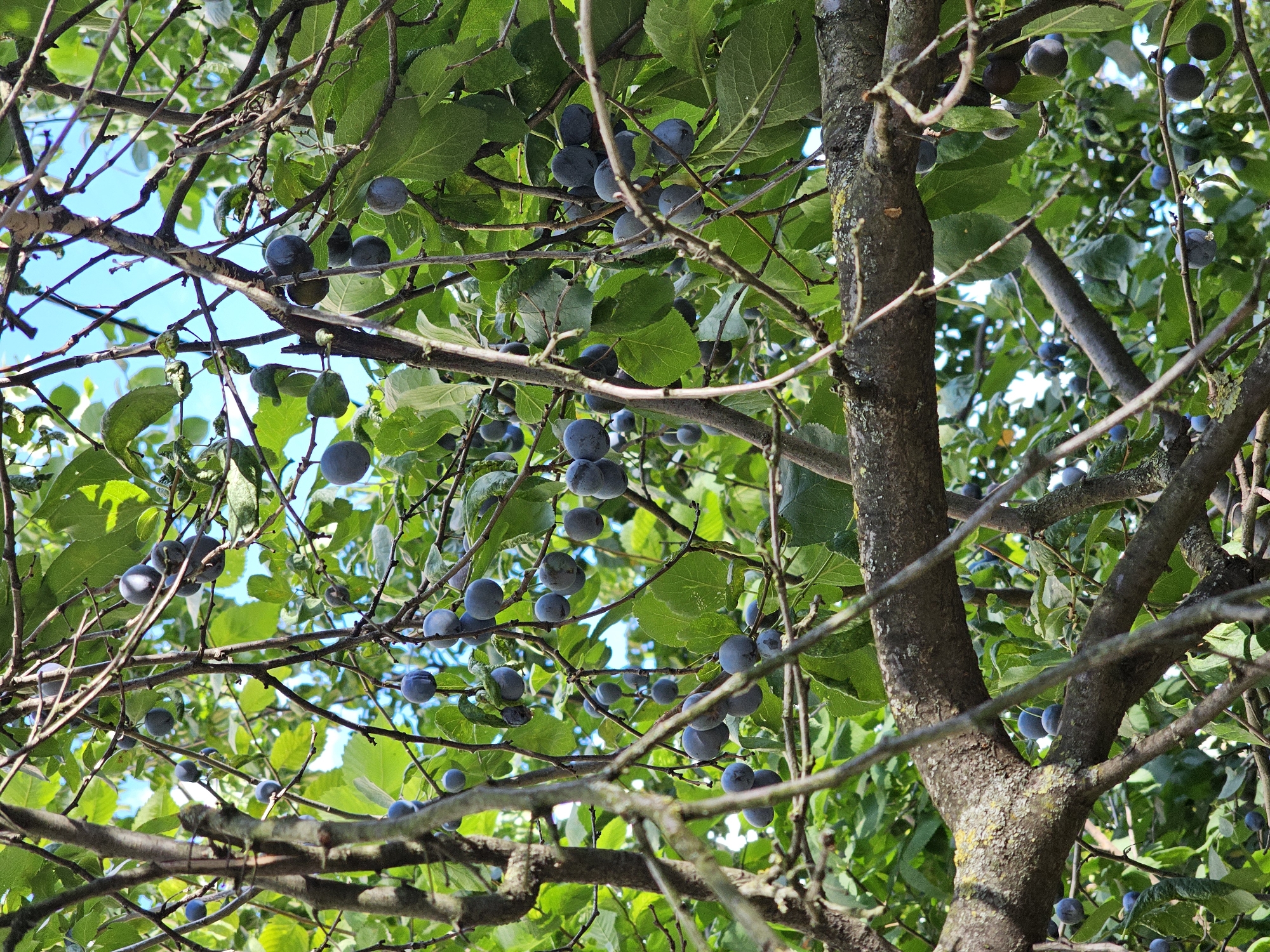 The image depicts a close-up view of a plum tree laden with ripe, dark blue plums. The plums are clustered on branches amidst lush green leaves, with some branches crisscrossing the foreground, partially obscuring the fruit. The background shows a bright blue sky, indicating a clear day. The scene is a natural environment, likely an orchard or a backyard with fruit-bearing trees. The specific location in Moscow, Russia, is not discernible from the visual information provided. There are no people or actions visible in the image. The overall impression is one of abundance and the natural beauty of a fruit-bearing tree.
