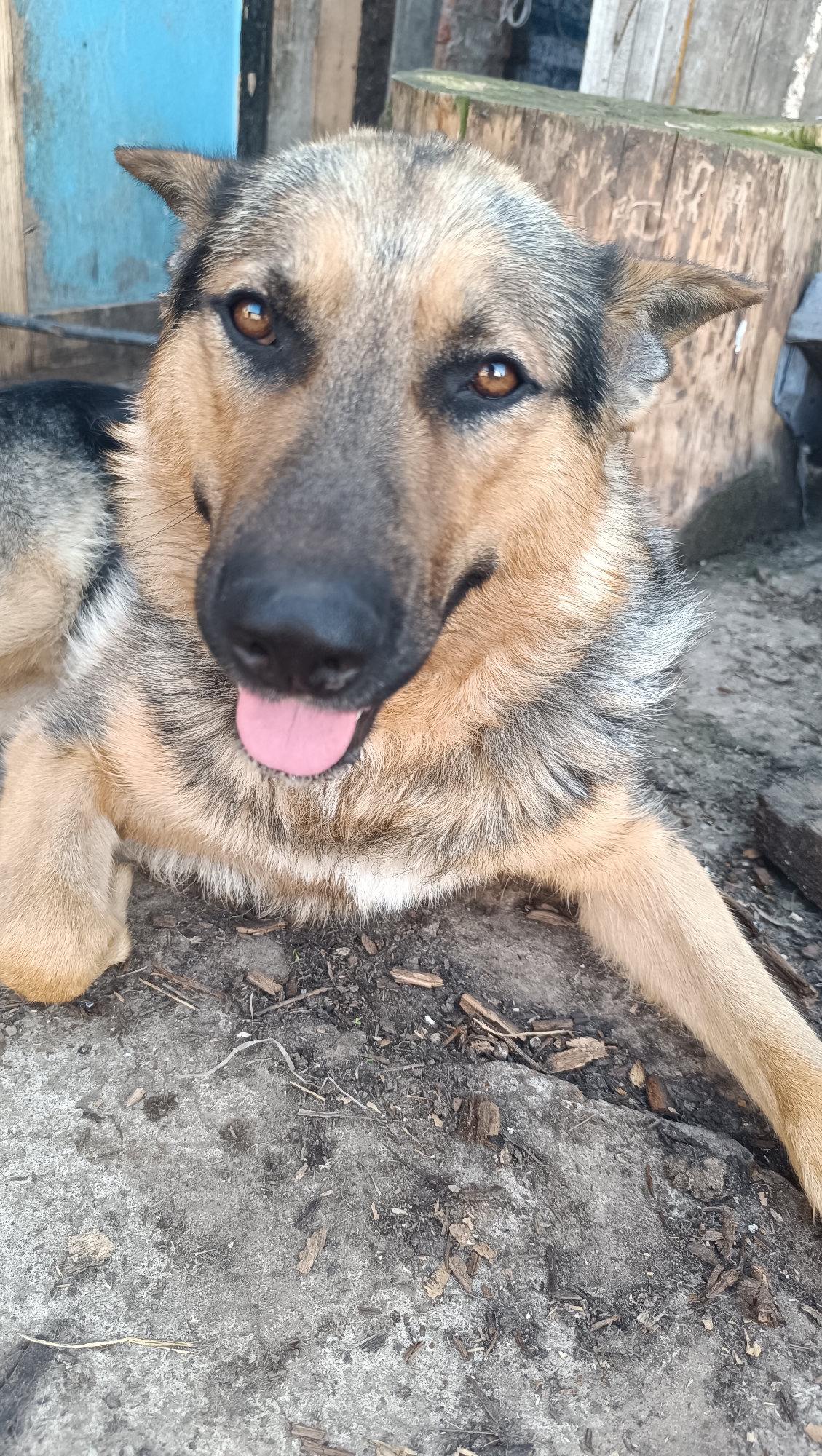 A German Shepherd dog is lying down on a concrete surface with scattered wood chips and dirt. The dog is facing the camera with its mouth slightly open and its pink tongue visible. Its fur is a mix of tan, black, and gray. In the background, there is a wooden fence and a partially visible blue wooden structure. The scene appears to be outdoors, in a rustic setting.