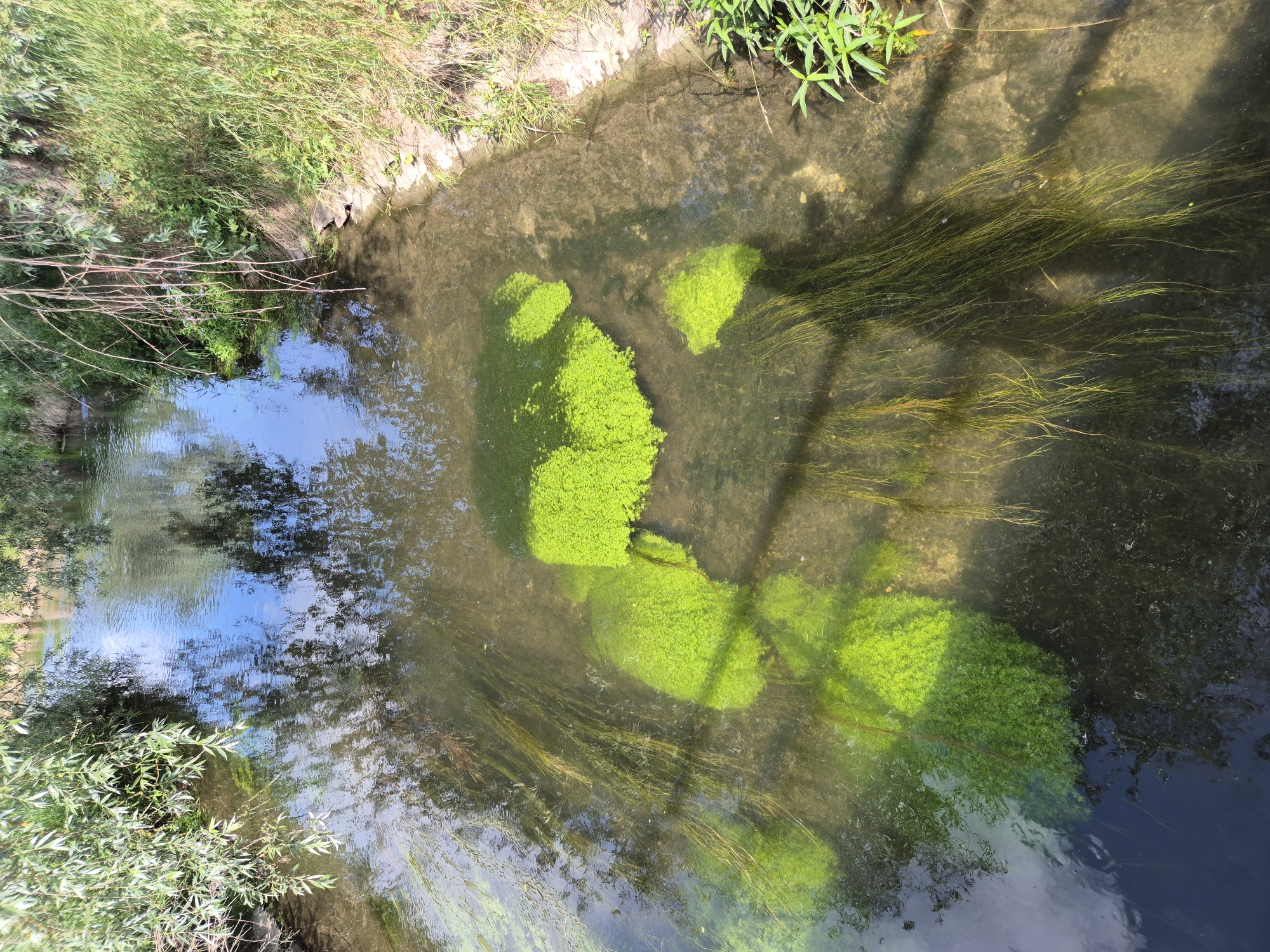 This image captures an overhead view of a shallow, clear stream in the city of Unknown, Unknown, under bright daylight. The water's surface reflects patches of blue sky and dark green foliage from surrounding trees, creating a dappled effect. Several large, dense clusters of vibrant lime-green aquatic plants, resembling duckweed, are floating on or just below the surface in the central and right portions of the stream. Long, thin, dark green submerged aquatic plants are visible rooted to the stream bed, flowing gently with the current, primarily in the left and central areas. The stream bed is visible through the clear water, revealing sandy and gravelly textures. The left bank is partially obscured by overhanging branches of a tree with light green leaves. The right bank is elevated, covered with tall green grass and various smaller green plants. Distinct shadows, likely cast by an unseen overhead structure, diagonal lines are visible across the water and submerged vegetation. No individuals or animals are present.