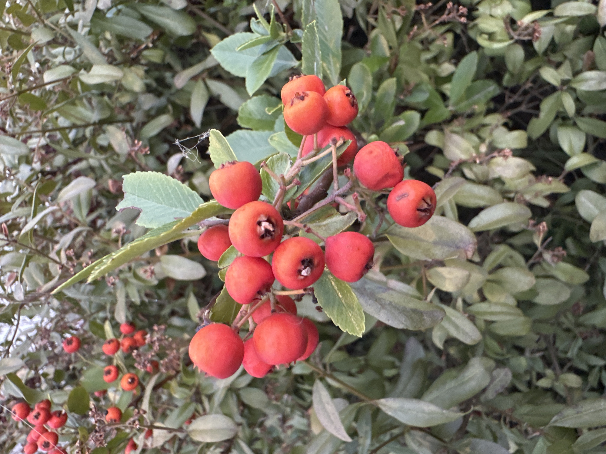 The image shows a close-up view of a branch of a Pyracantha shrub, also known as firethorn, laden with bright red berries. The berries are clustered together on thin stems, with some still attached to the branch. The leaves of the shrub are a muted green, some appearing slightly dry or aged. The background consists of more foliage, creating a natural and somewhat dense environment. The lighting suggests it is daytime, possibly late afternoon or early morning, given the soft, diffused light. There are no people, animals, or man-made objects visible in this image. This scene is consistent with a natural setting within Krefeld, Germany, where such shrubs are commonly found in gardens, parks, or naturalized areas.