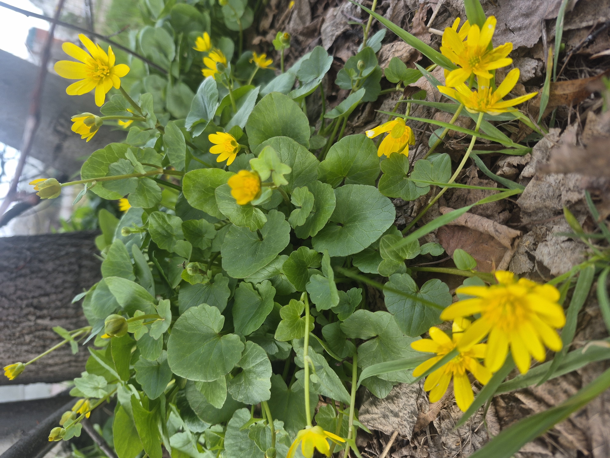 The image captures a vibrant close-up of bright yellow flowers and their green foliage, forming a dense ground cover. The primary subjects are numerous small, star-shaped yellow flowers, many fully bloomed with multiple petals and a prominent central stamen, while others are still in bud form. The flowers are interspersed with glossy, dark green leaves, typically heart-shaped or kidney-shaped.
The setting appears to be a natural environment, possibly a forest floor or a park in Chaikovsky, Russia. The ground beneath the plants is covered with an abundance of brown, dry, fallen leaves, indicating an early spring season where new growth emerges through the previous year's leaf litter. Scattered among the leaves and flowers are a few blades of green grass. On the left side of the frame, a portion of a dark, textured tree trunk is visible.
The lighting suggests it is daytime, with natural light illuminating the scene, but without harsh shadows, possibly indicating an overcast day or dappled sunlight. There are no people or specific activities depicted, focusing solely on the natural beauty of the blooming plants. The overall impression is one of natural growth and the arrival of spring. No visible text is present in the image.