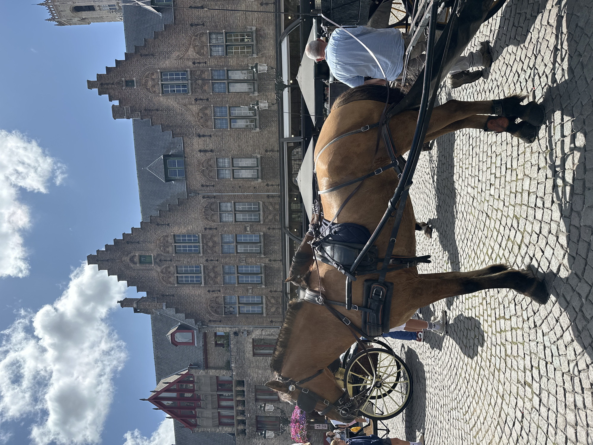 In Bruges, Belgium, on a cobblestone square bathed in sunlight, a brown horse is harnessed to a carriage, facing left. The horse wears a black bridle and blinkers, and its legs are equipped with dark protective boots. Behind the horse, a man in a blue shirt and beige pants is seated in the carriage, facing away from the camera. The carriage itself is dark, with large spoked wheels visible on the left. In the background, several people are walking or standing, one a young person in a blue shirt. The architecture of Bruges is evident, with a brick building featuring stepped gables and numerous windows dominating the scene. A tall bell tower, characteristic of the city, is visible to the far right. The sky is blue with scattered white clouds.