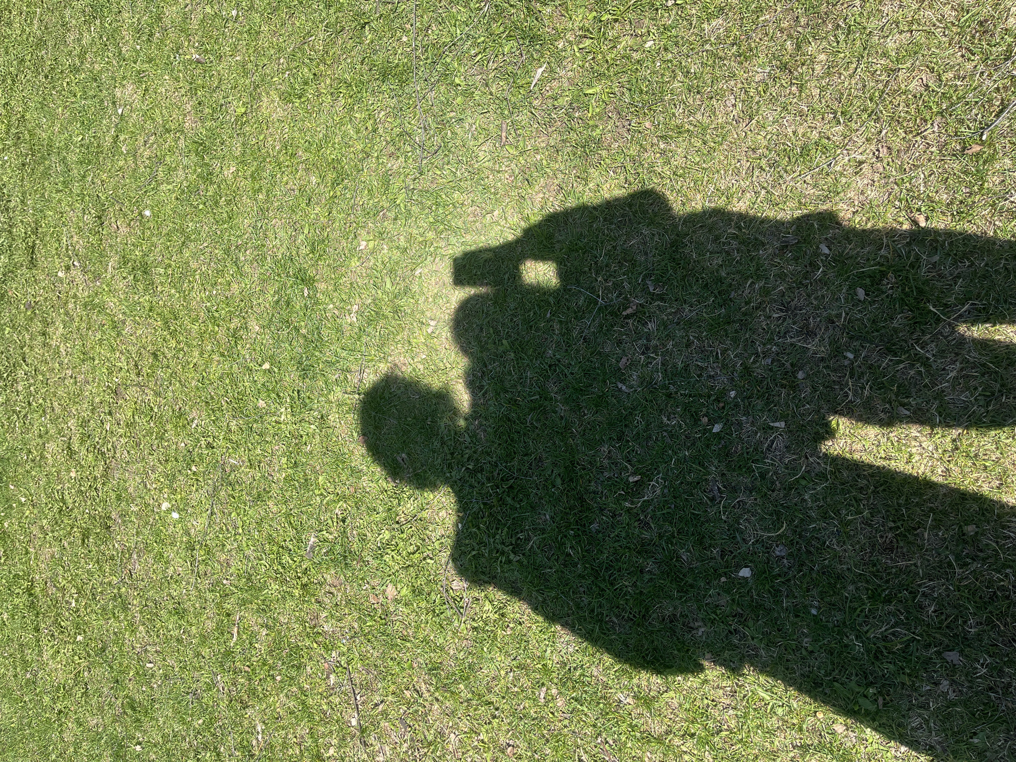 The image shows a shadow on a patch of green grass. The shadow appears to be that of a person holding a camera, as evidenced by the distinct shape resembling a camera held to the face. The background is entirely grass, indicating an outdoor location.