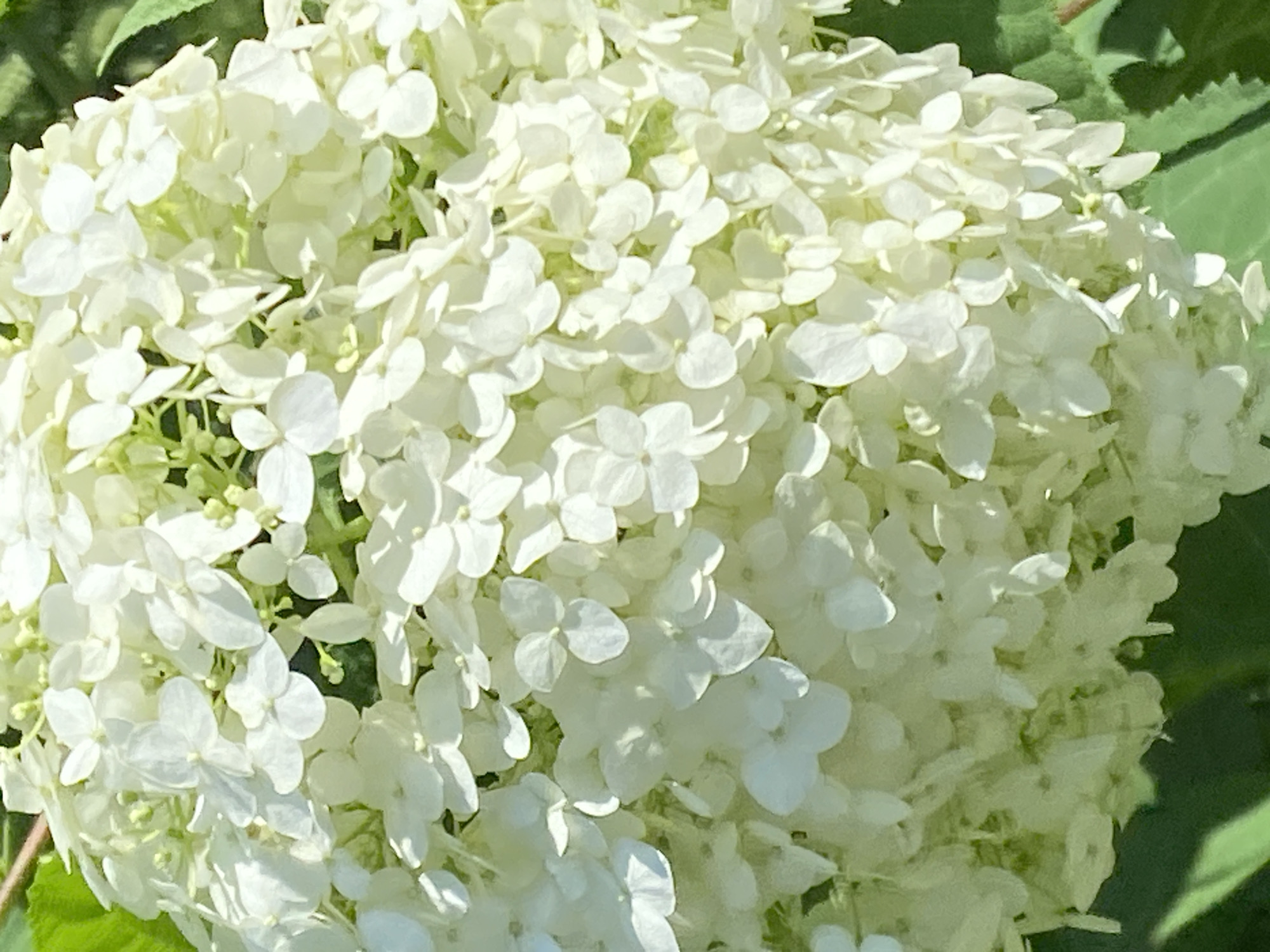 The image shows a close-up view of a cluster of white hydrangea flowers. The petals are delicate and have a slightly ruffled texture, creating a soft, airy appearance. The flowers are densely packed together, forming a rounded bloom. Sunlight catches some of the petals, creating highlights and shadows that add depth to the image. In the background, out-of-focus green leaves are visible, providing a contrast to the white flowers. The overall impression is one of natural beauty and a summer garden. There are no people or specific landmarks visible in the image that would indicate a location in Novokuznetsk, Russia, or any other city.