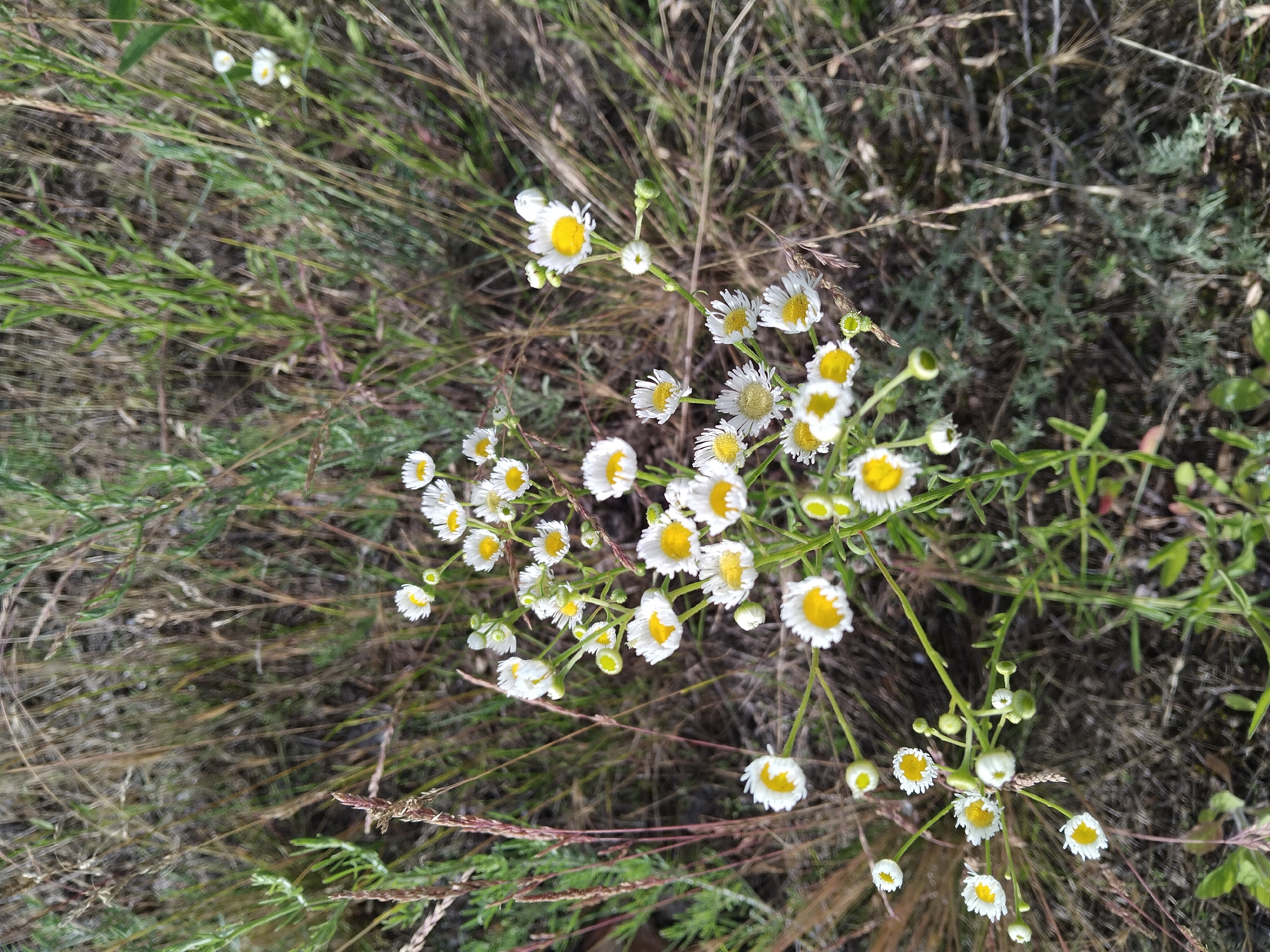 A cluster of small white and yellow wildflowers is in bloom amidst dry grass and green vegetation. The flowers have delicate white petals surrounding a bright yellow center. Some of the flowers are in full bloom, while others are still in bud or partially open. The surrounding environment is natural, with a mix of dry, straw-like grasses and greener, leafier plants, suggesting an outdoor setting. The lighting is natural, indicating it was taken outdoors during the day. The image is composed from a top-down perspective, focusing on the wildflowers. There are no people or animals visible in the image. The location is not specified, but the image depicts a natural outdoor scene.